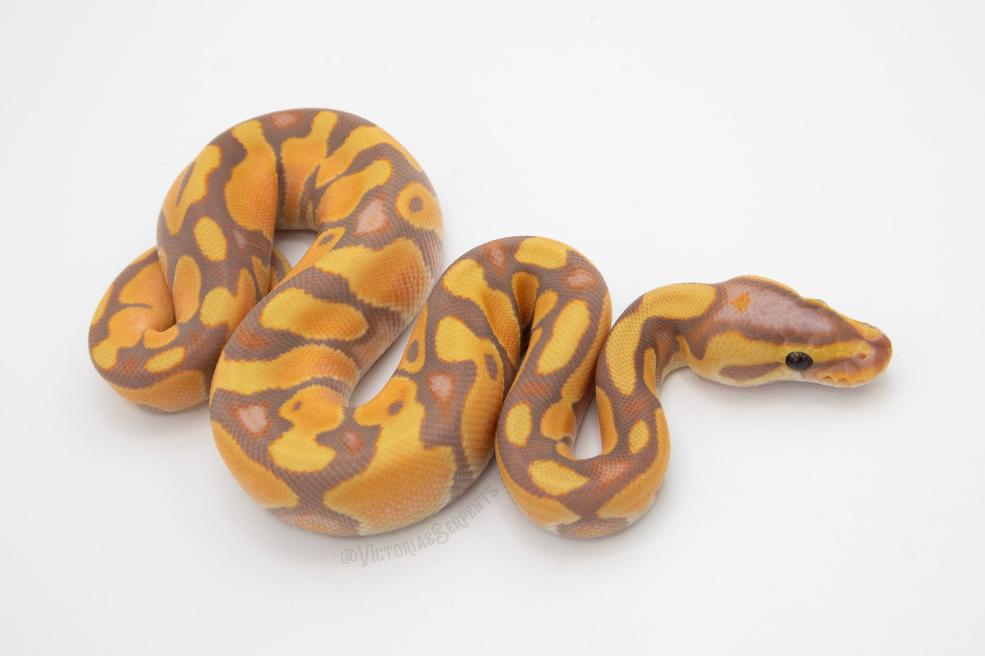 1.0 Banana Enchi Blade 50% TH Hypo Clown Pied
