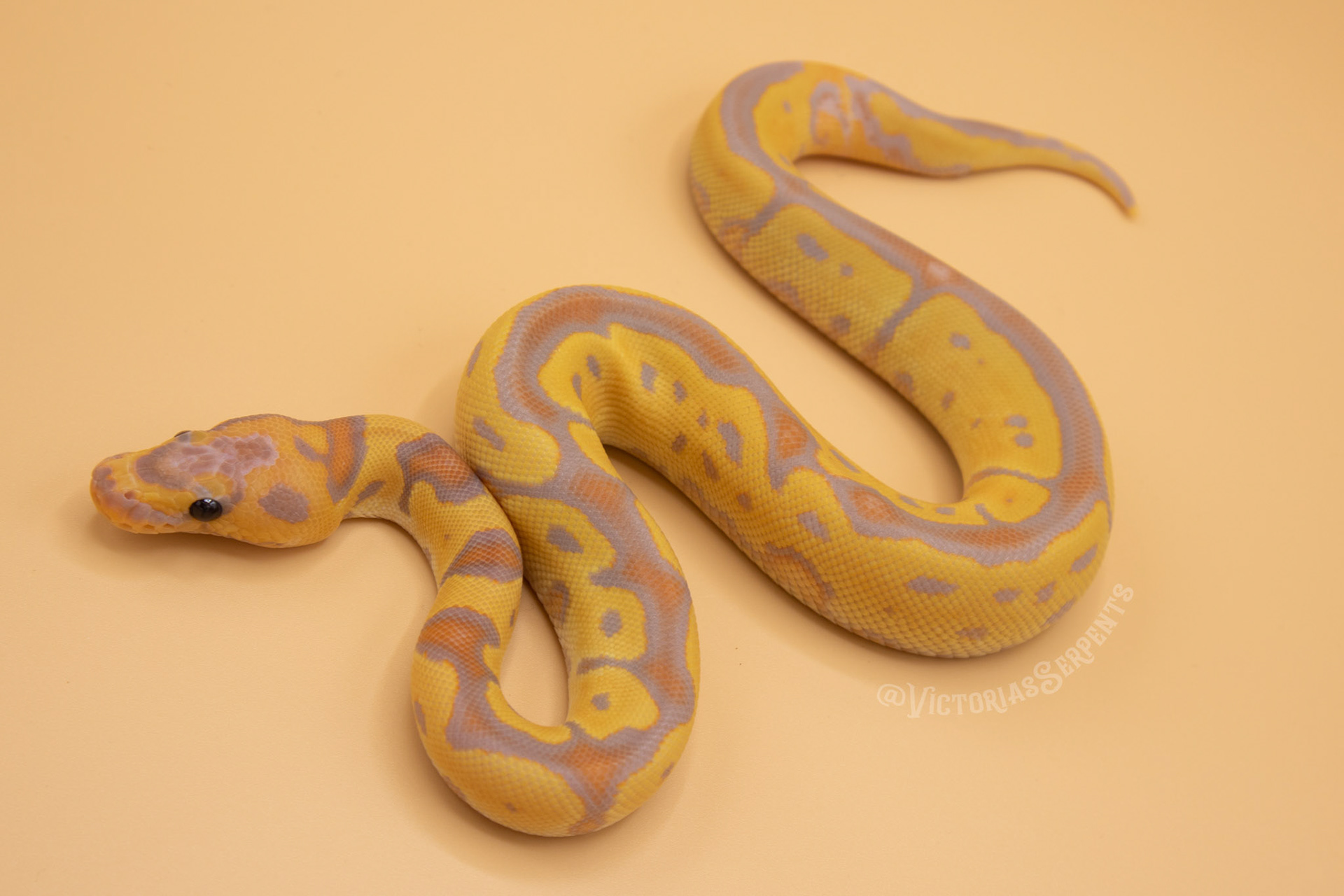 1.0 Banana (Blade) Clown 66% het Pied 50% het Hypo (#VS20-01-2)