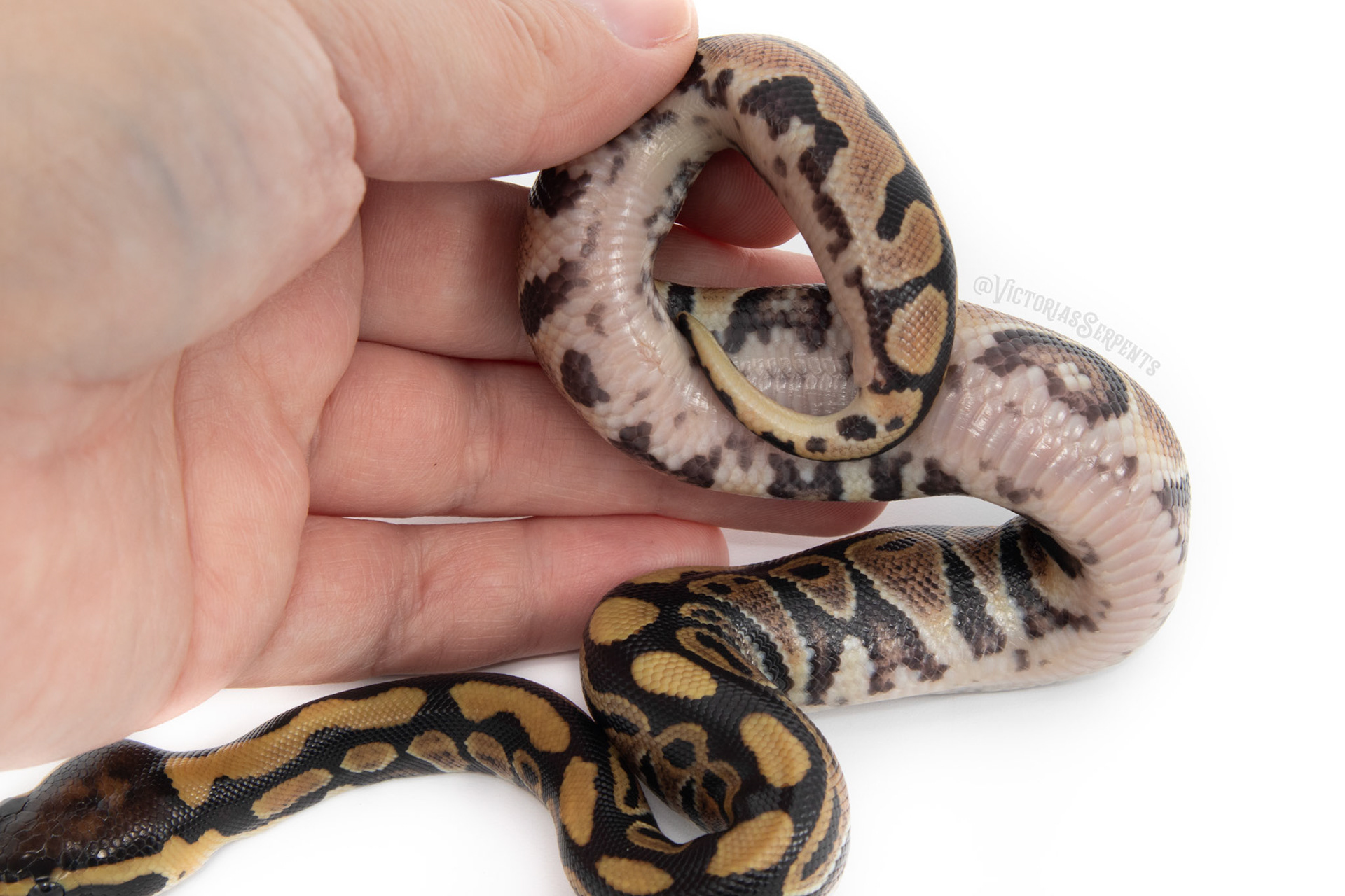 1.0 het Clown Pos het Pied