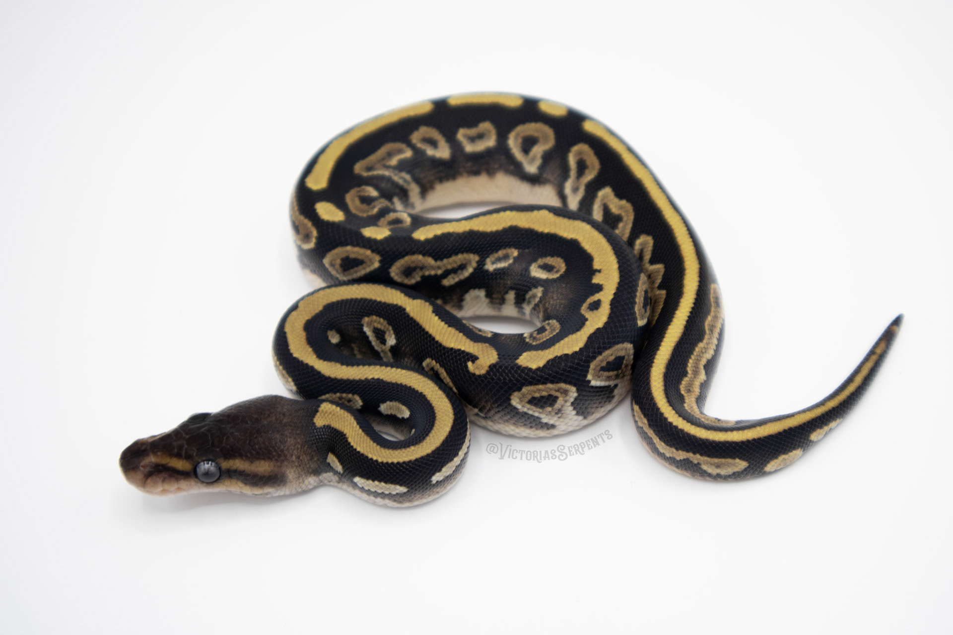0.1 Mahogany Mystic 50% het Pied (#VS21-01-3)