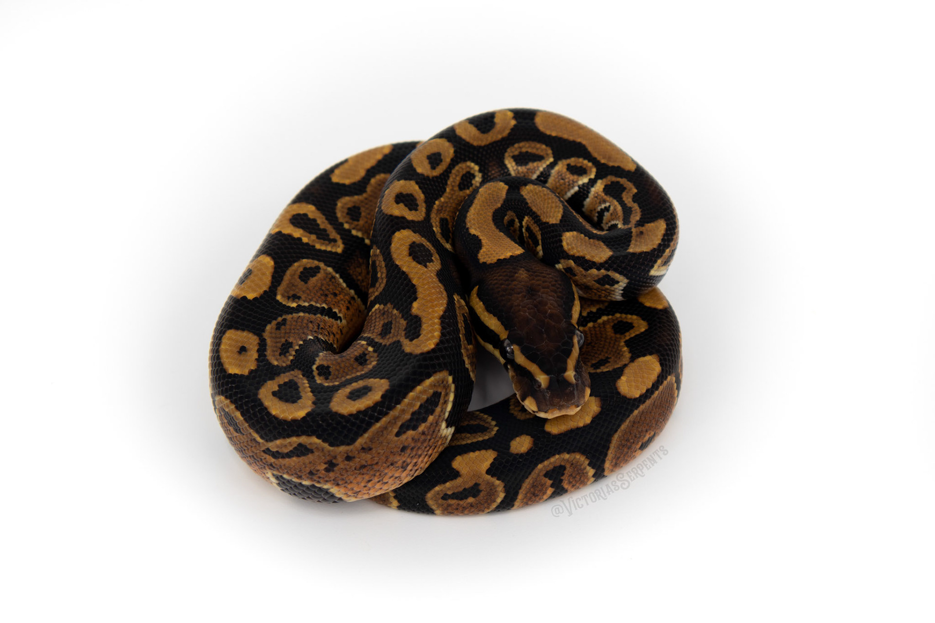 1.0 TH DG Hypo Pied