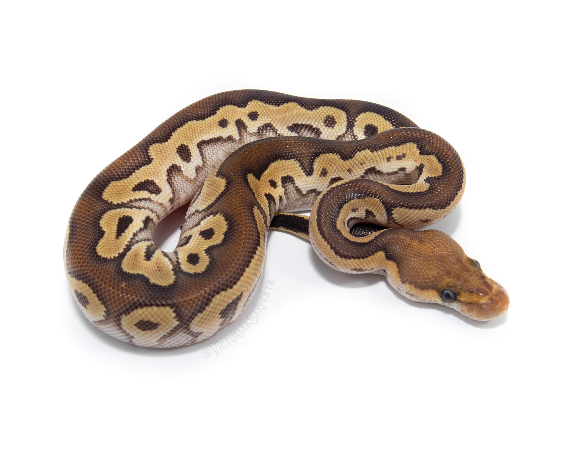 1.0 Mojave (Fire) Clown het Pied