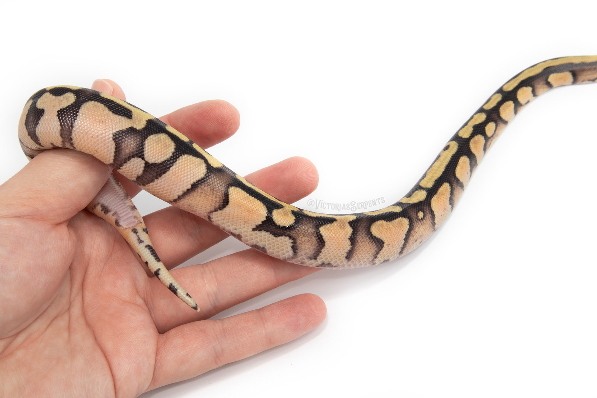 1.0 Pastel Enchi YB Mahogany (GeneX) het Pied