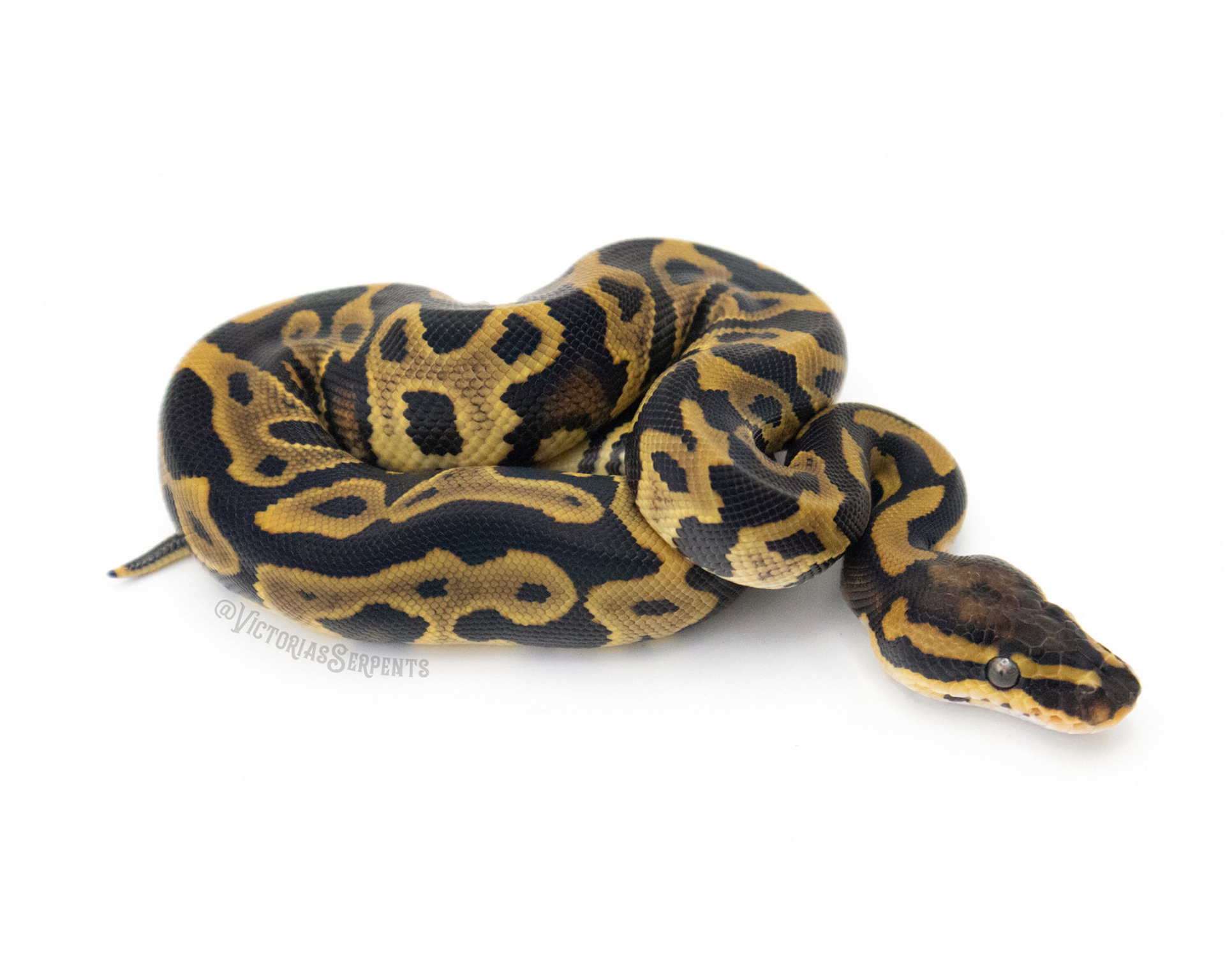 1.0 Leopard DH Clown Pied (#VS20-02-4)