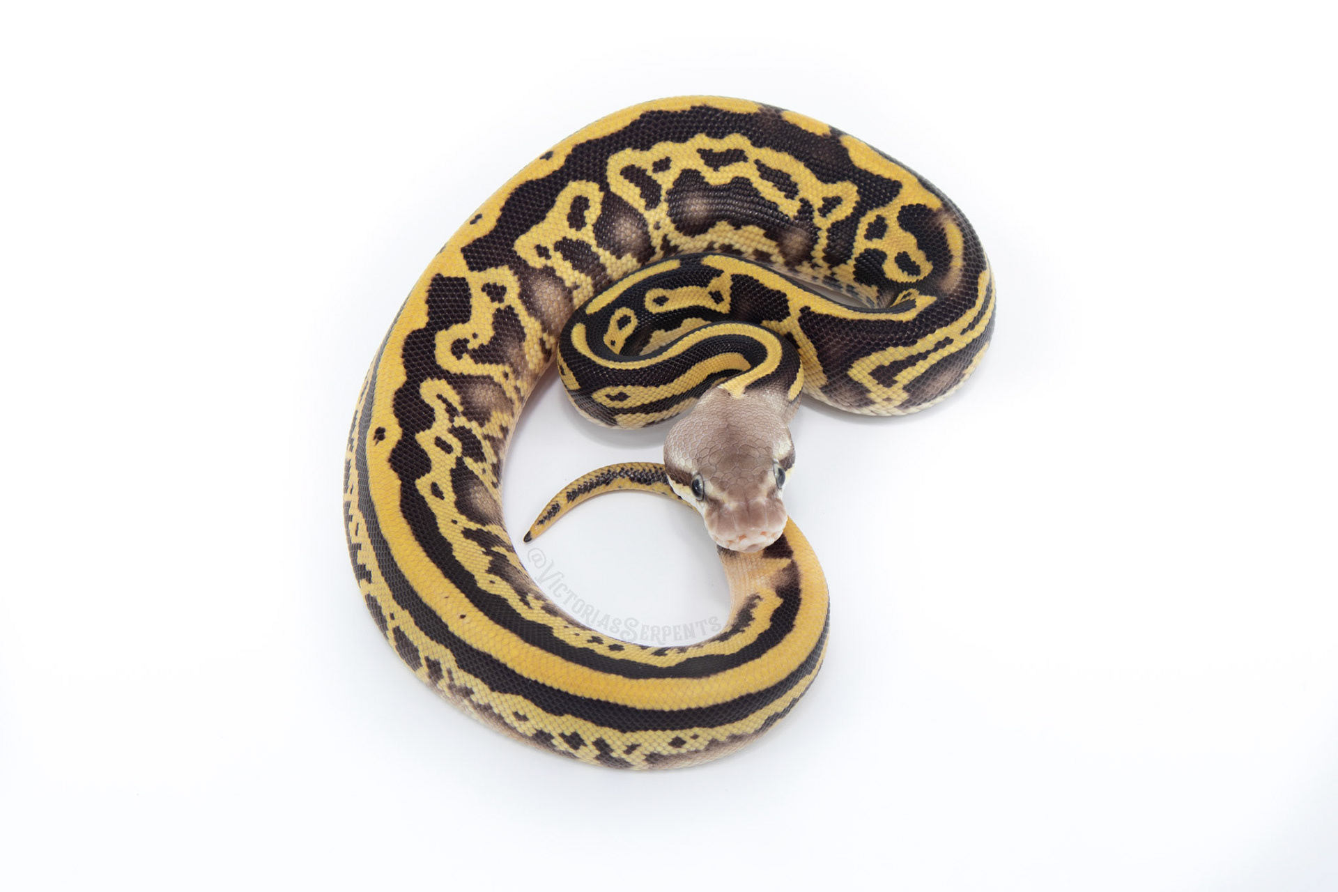 0.1 Firefly (Super) Leo Mojave DH Clown Pied