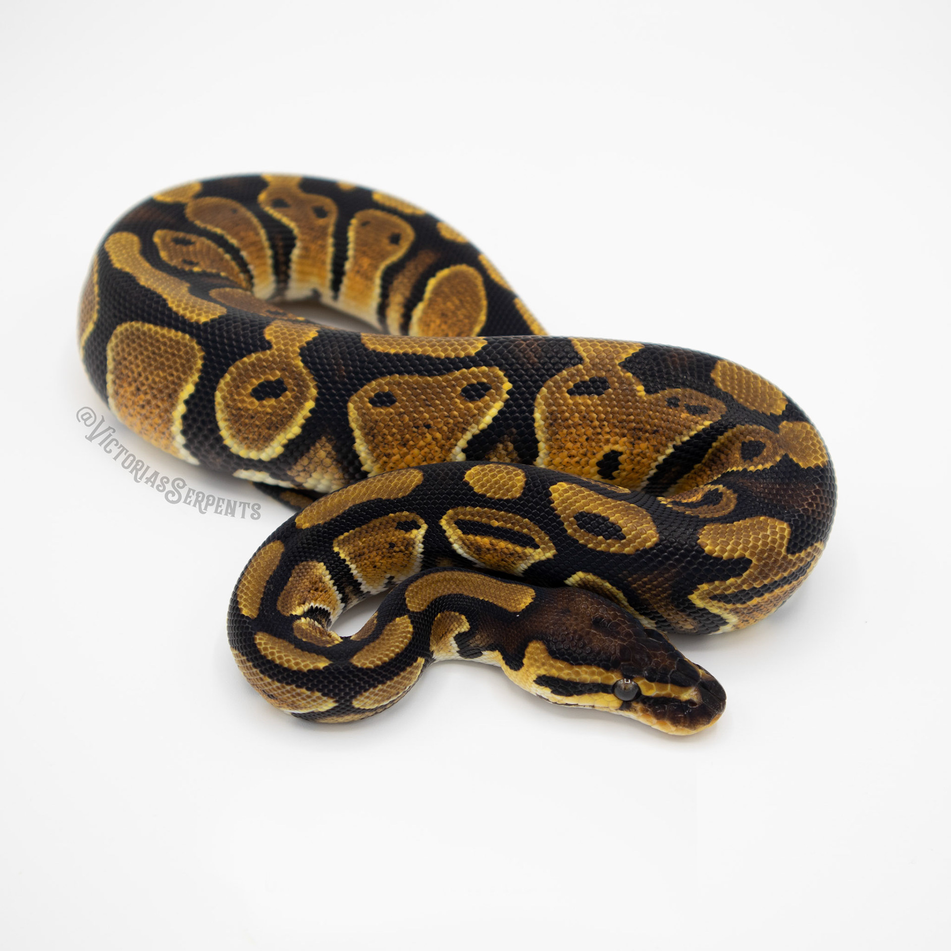 0.1 het Clown 66% het Pied 50% het Hypo (#VS20-01-6)