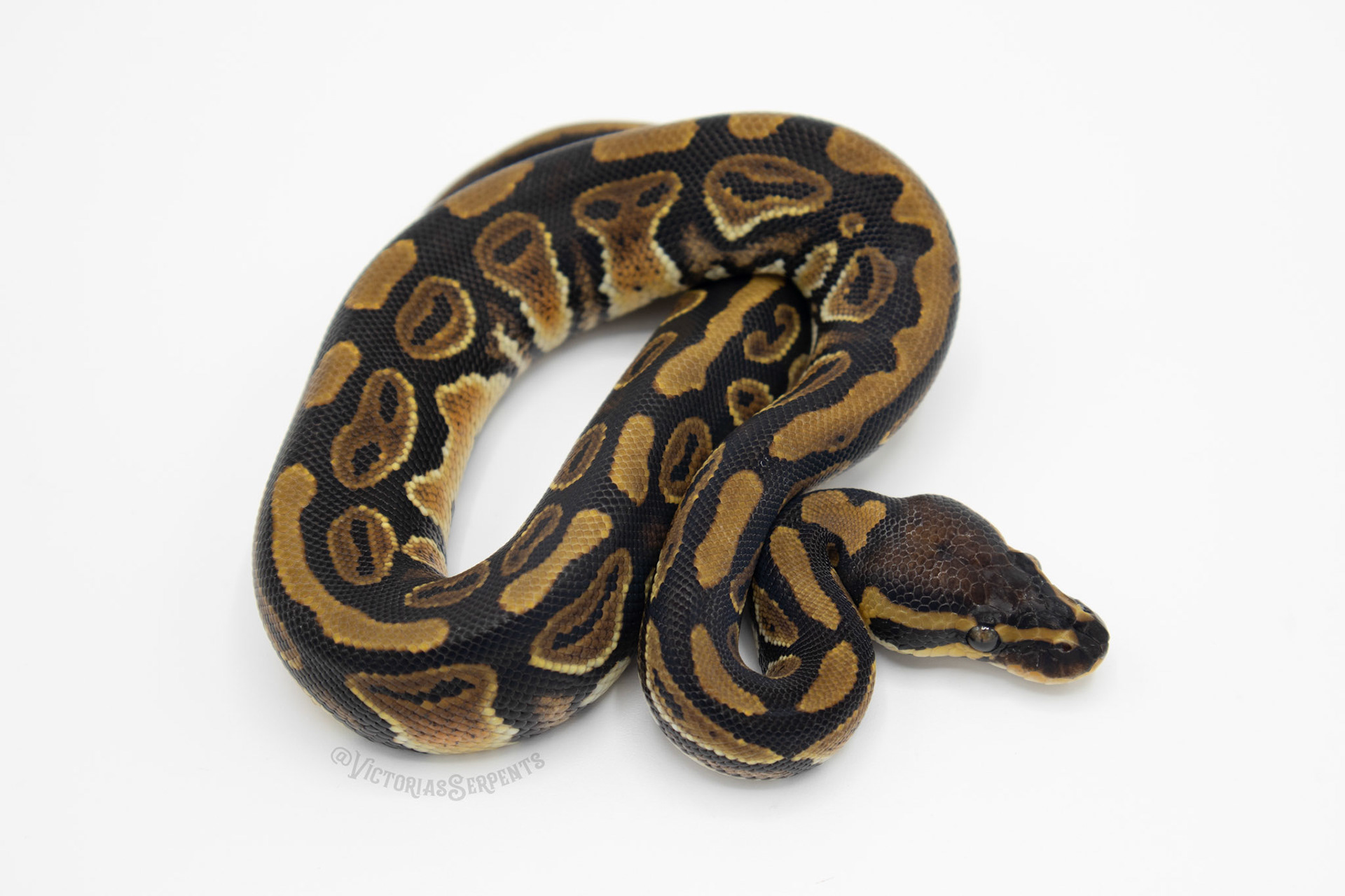 1.0 DH Clown Pied (#VS20-02-6)