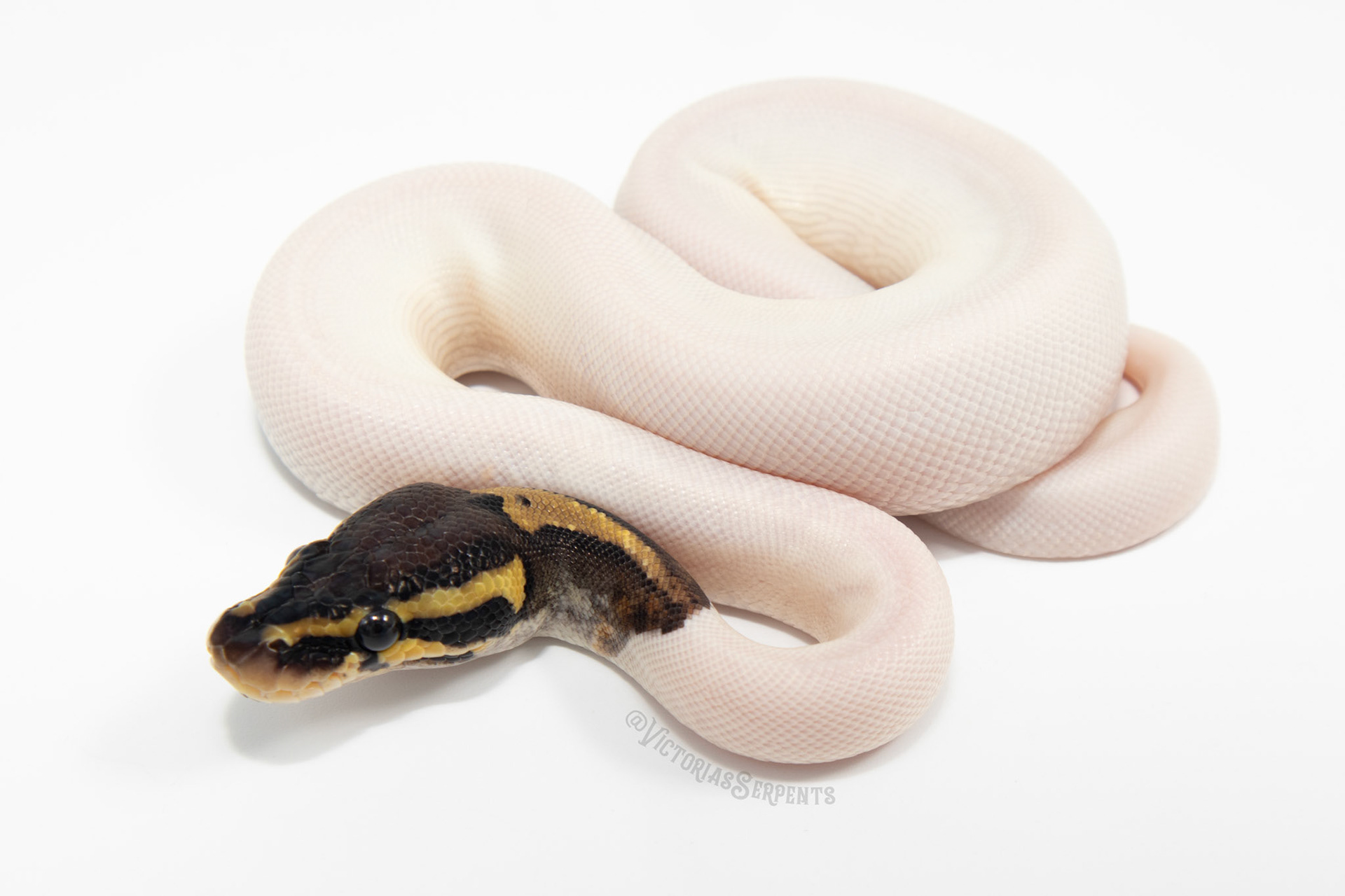 0.1 Pastel Mahogany Pied