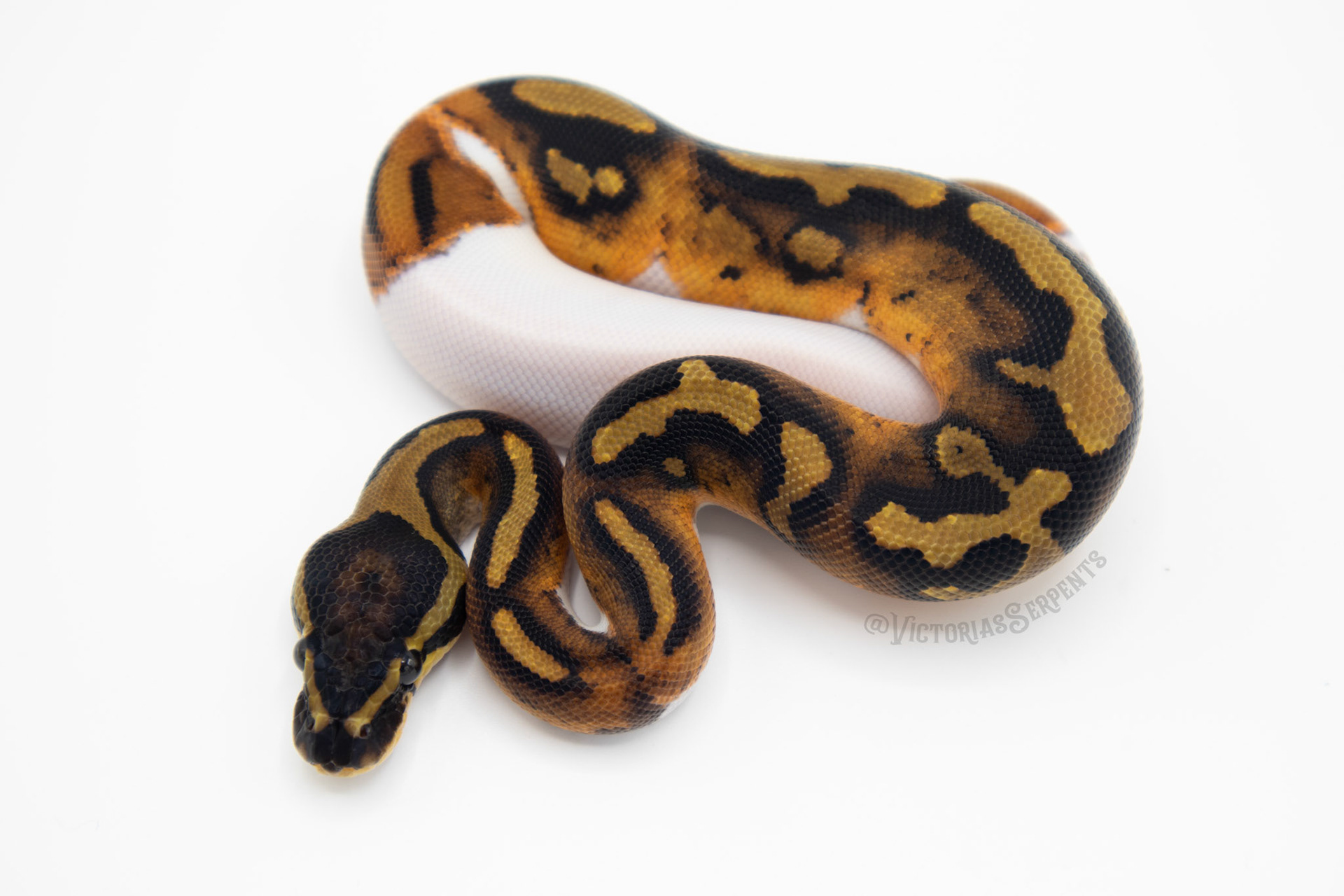 1.0 Pied 50% DH Hypo Clown (#VS20-03-1)