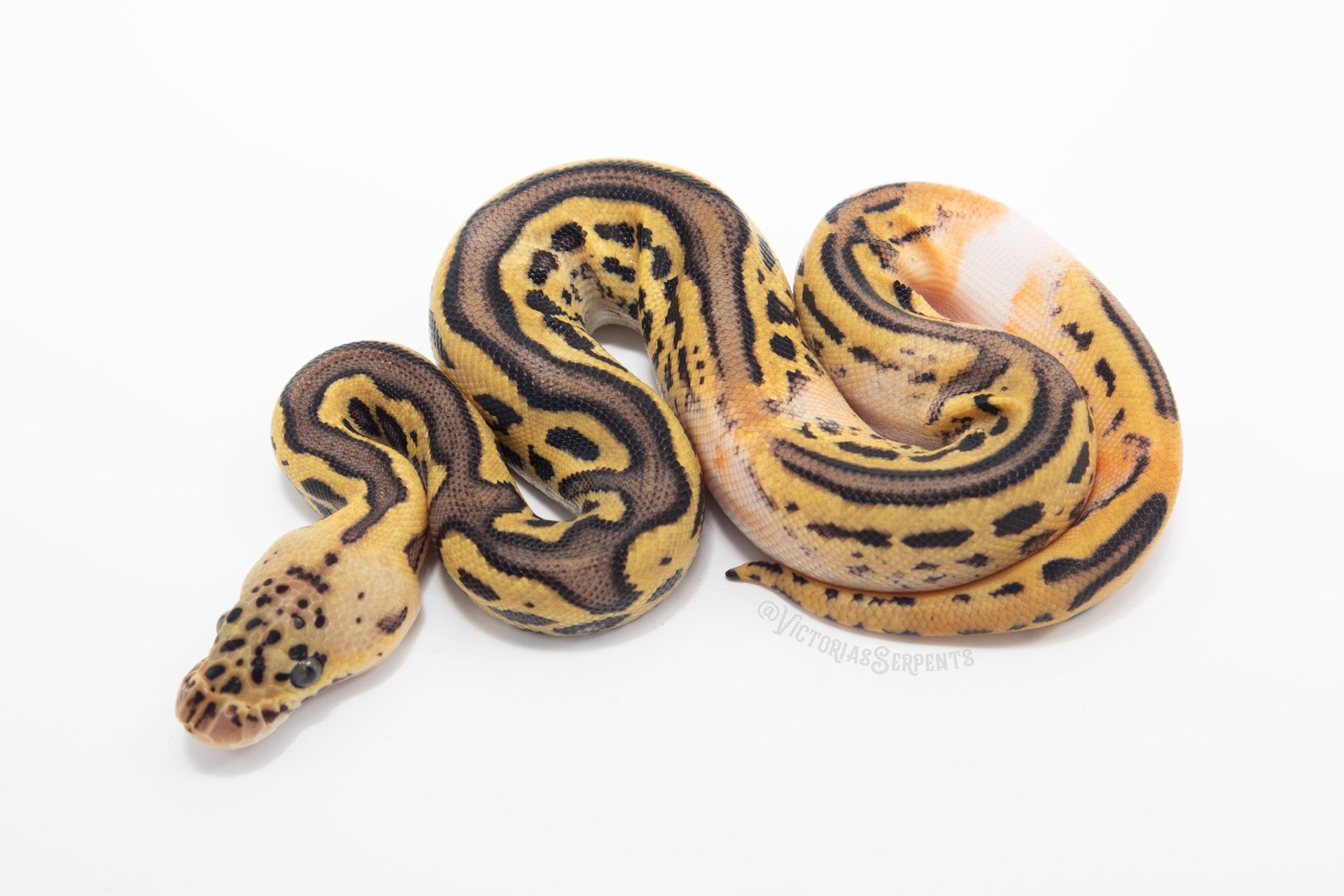 1.0 Pastel Leopard (YB) Clown 50% DH Monarch Pied