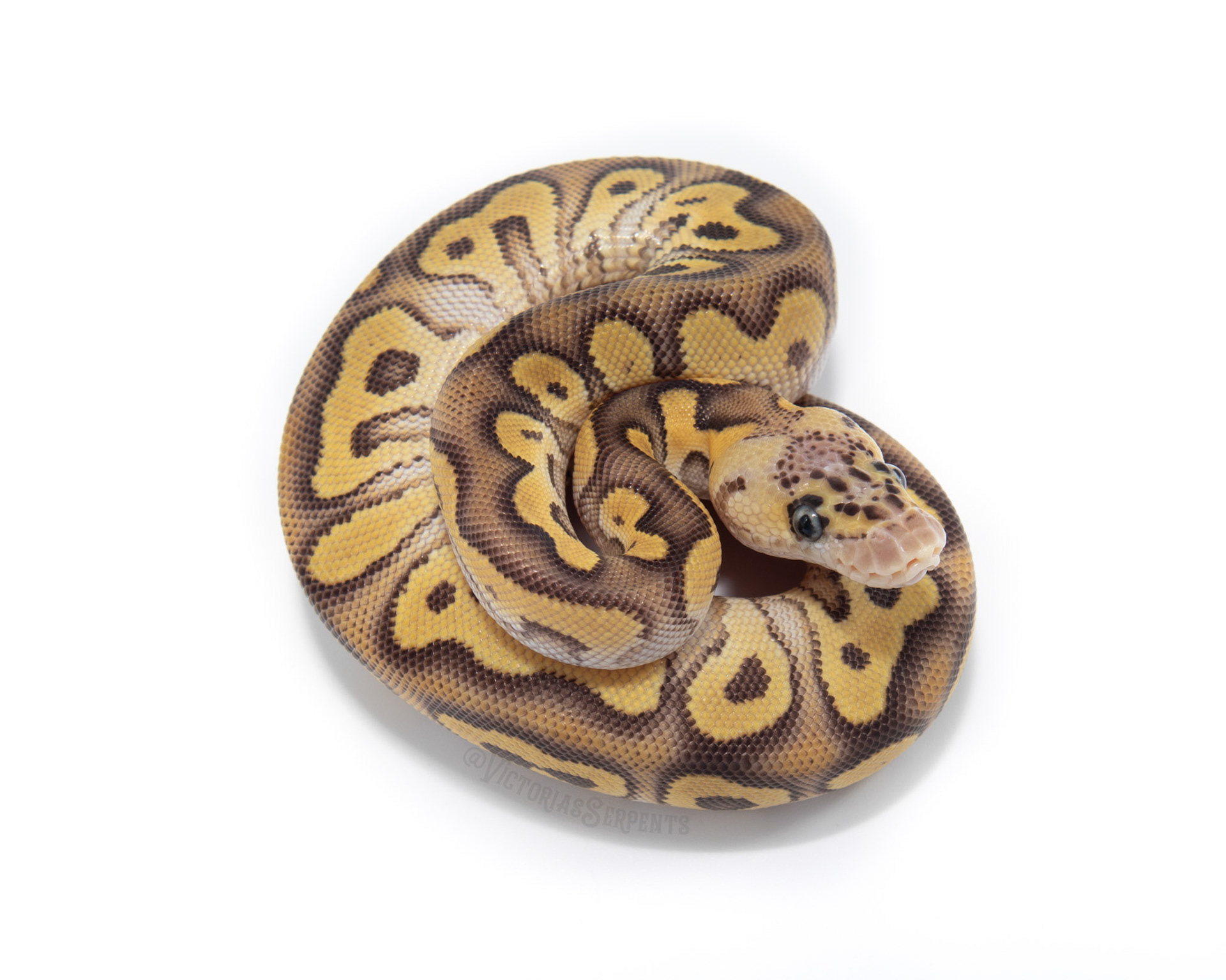 1.0 Pastave (Fire) Clown het Pied
