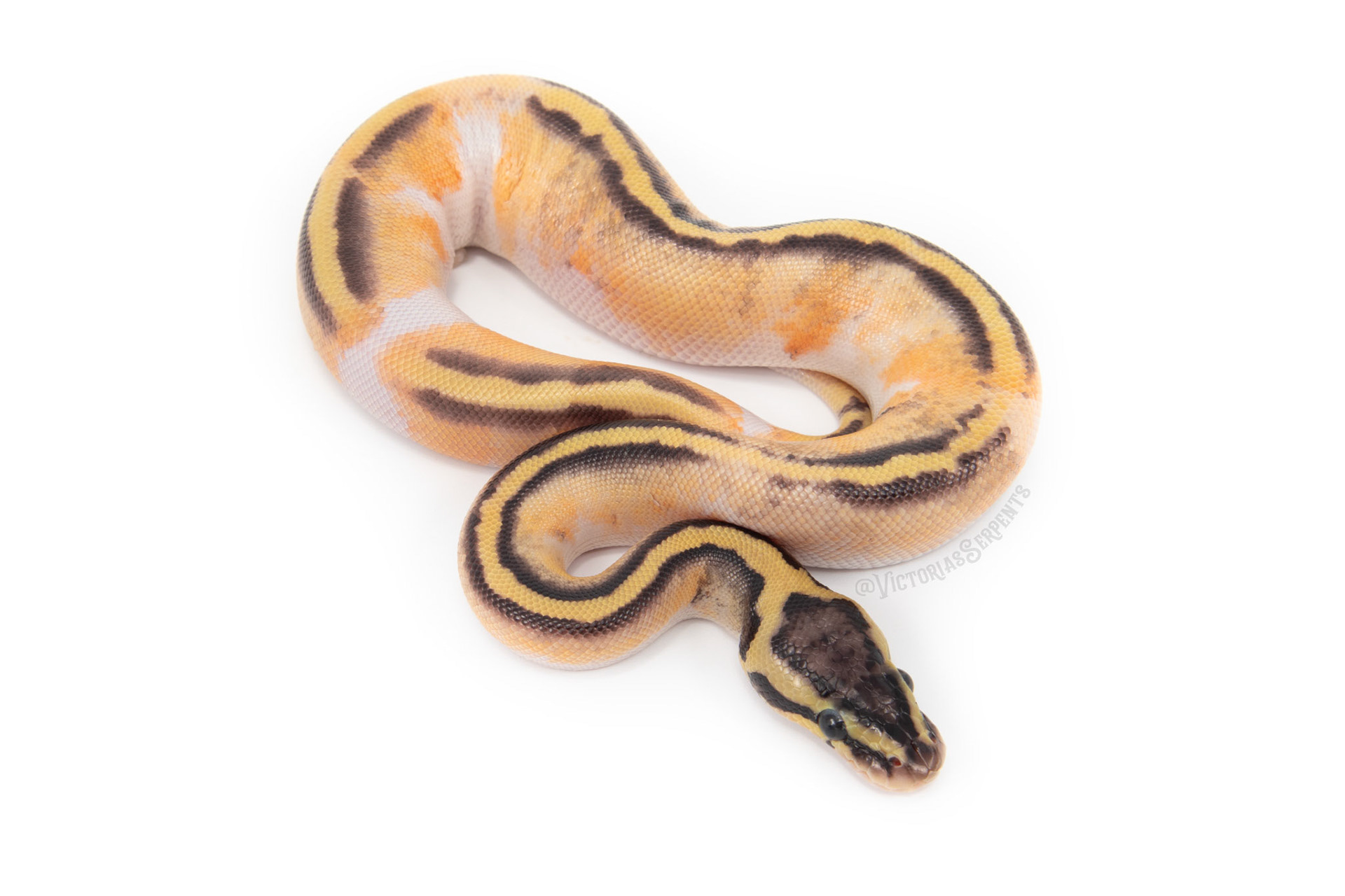 1.0 Pastel Enchi YB Mahogany (GeneX) Pied