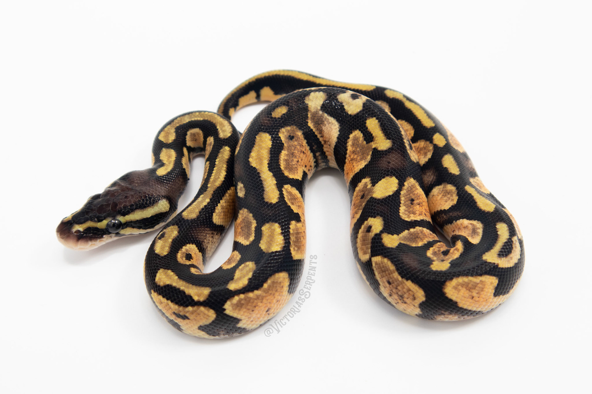 1.0 Pastel Mahogany het Pied