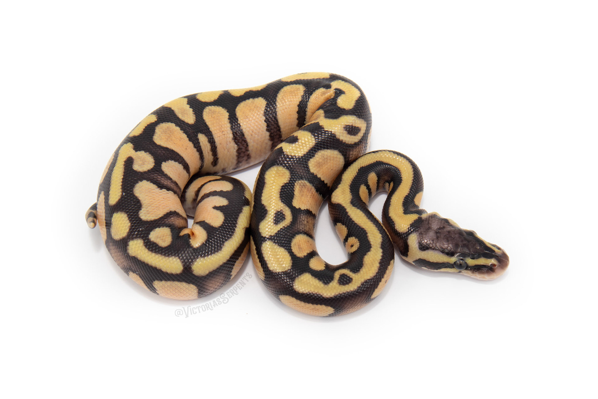 1.0 Pastel Enchi Mahogany (GeneX) het Pied