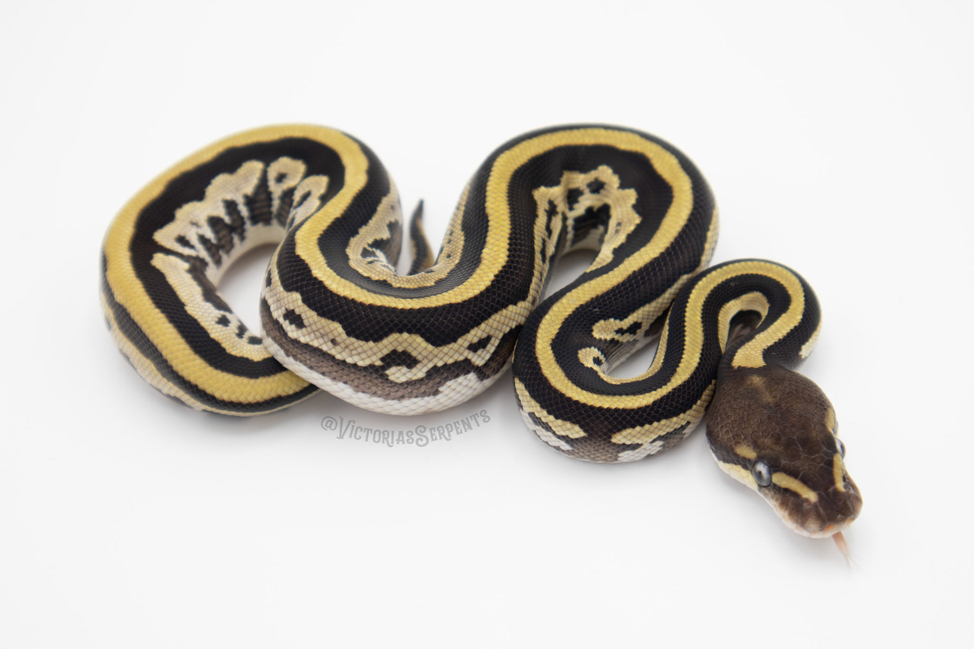 0.1 Fire Leopard Mojave DH Clown Pied (#VS20-02-1)