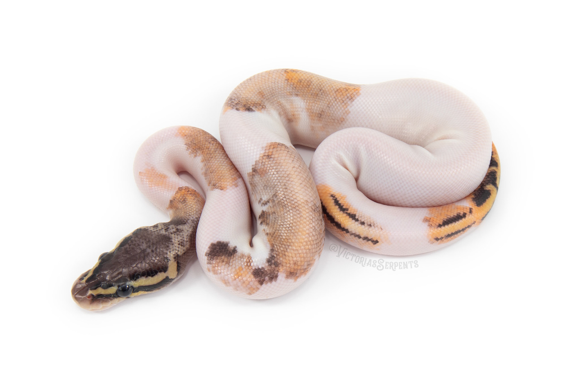 1.0 Pastel YB Mahogany (GeneX) Pied