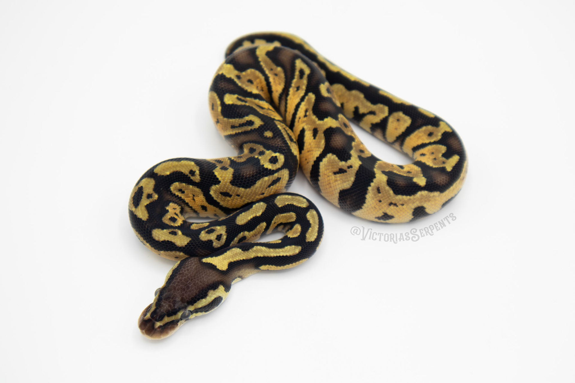 0.1 Pastel het Pied 50% DH Hypo Clown (#VS20-03-2)