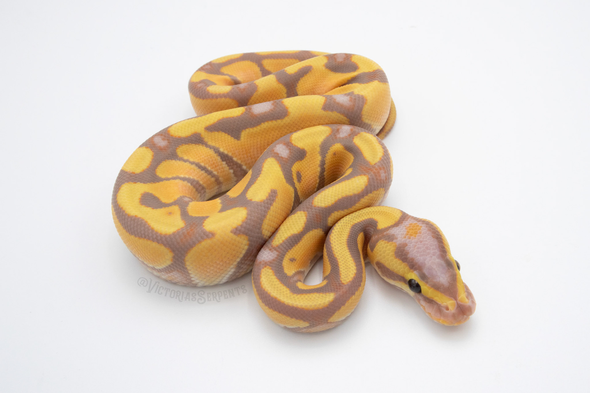 1.0 Banana Enchi 50% TH Hypo Clown Pied