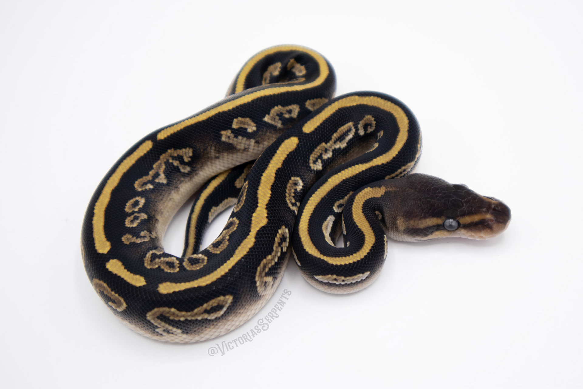 1.0 Mahogany Mystic 50% het Pied (#VS21-01-2)