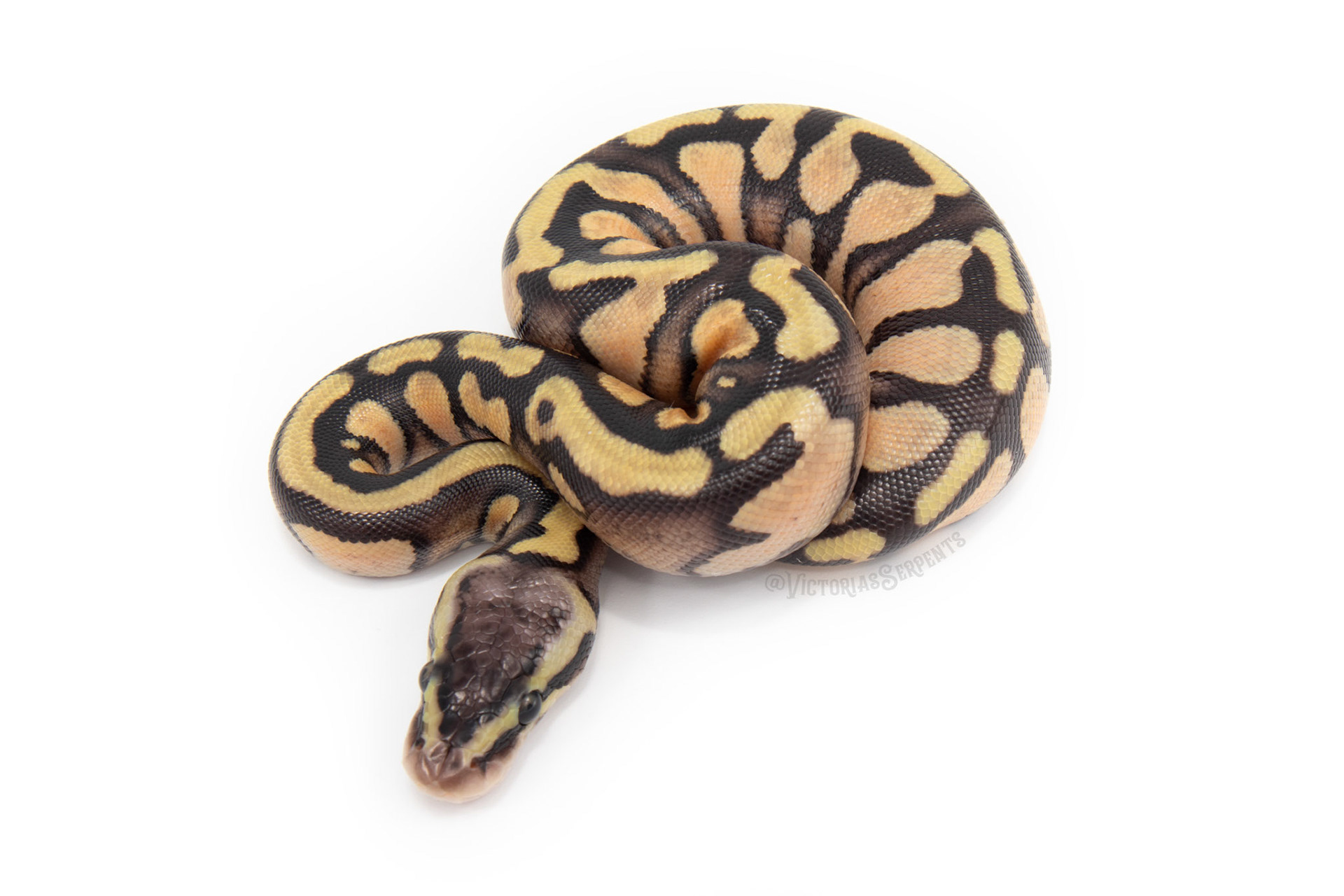 1.0 Pastel Enchi YB Mahogany (GeneX) het Pied