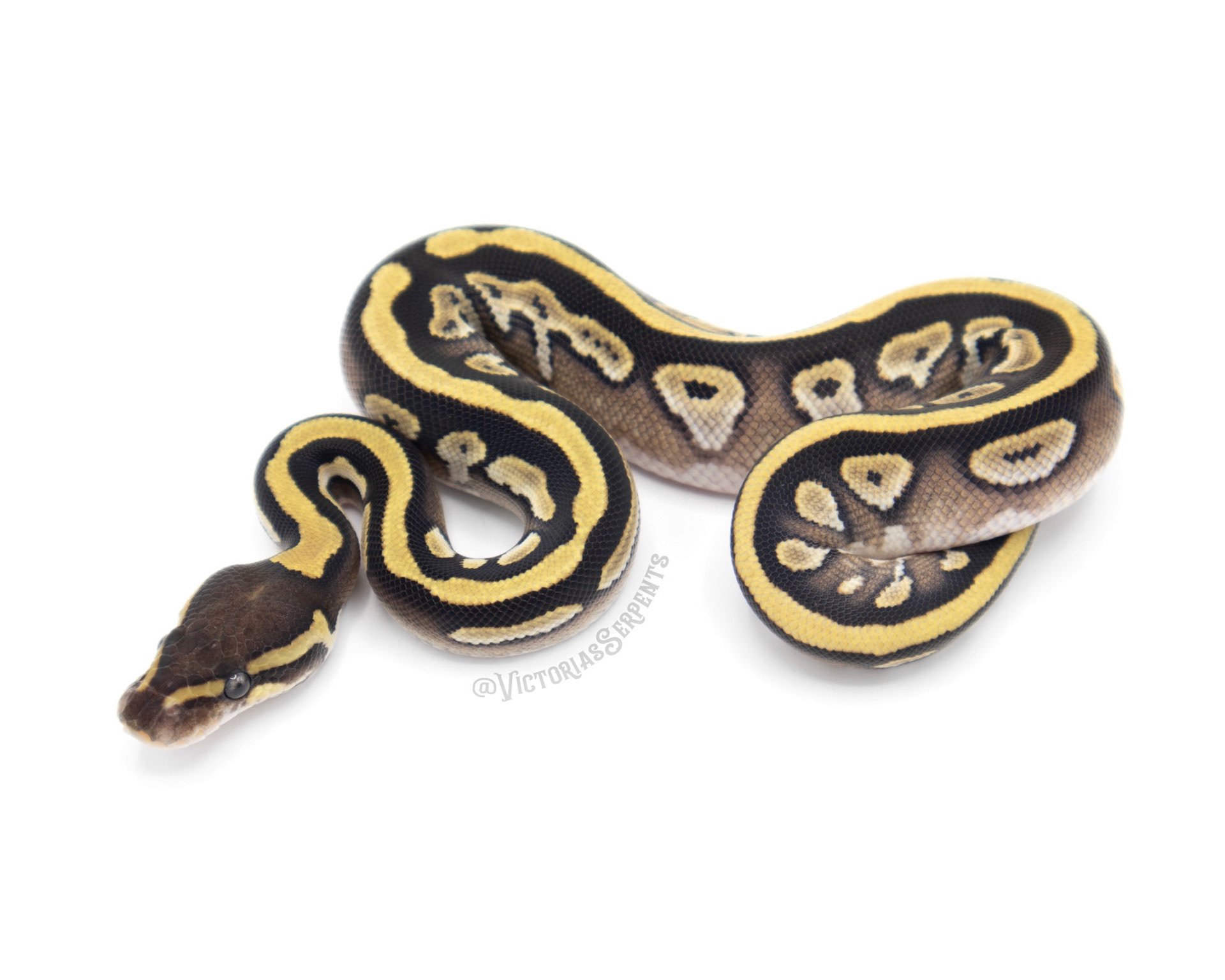 1.0 Mojave DH Clown Pied (#VS20-02-5)