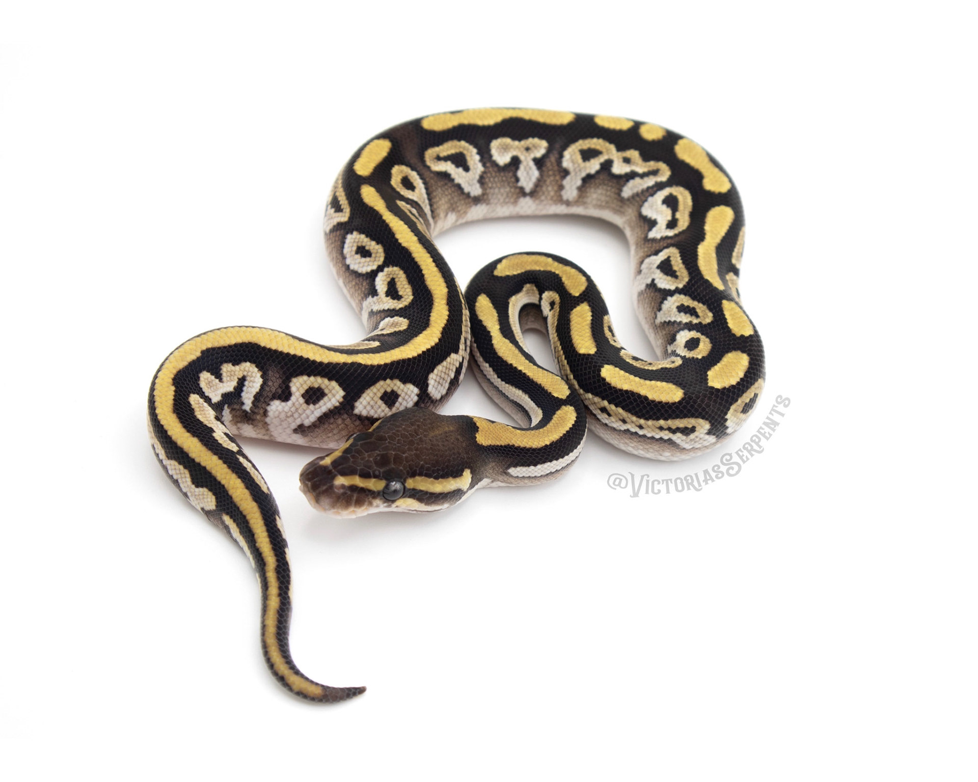 1.0 Mojave Fire DH Clown Pied (#VS20-02-3)