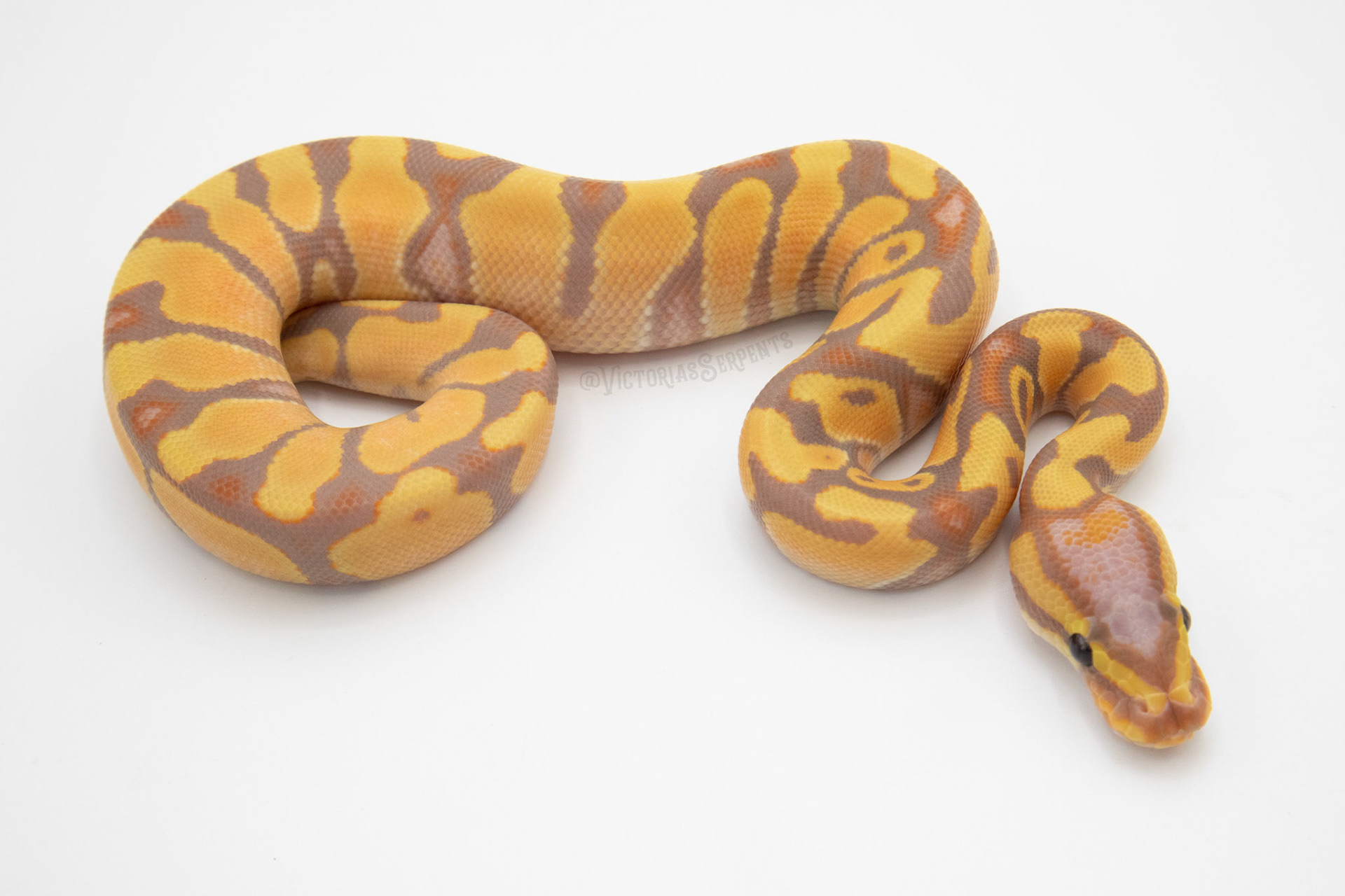 Banana Enchi 50% TH Hypo Clown Pied