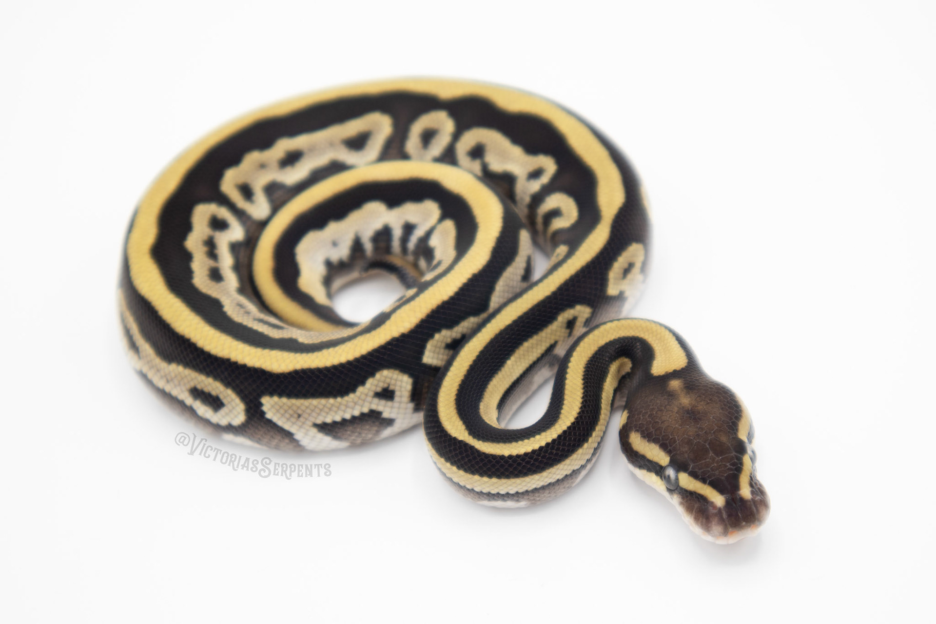 1.0 Leopard Mojave DH Clown Pied (#VS20-02-2)