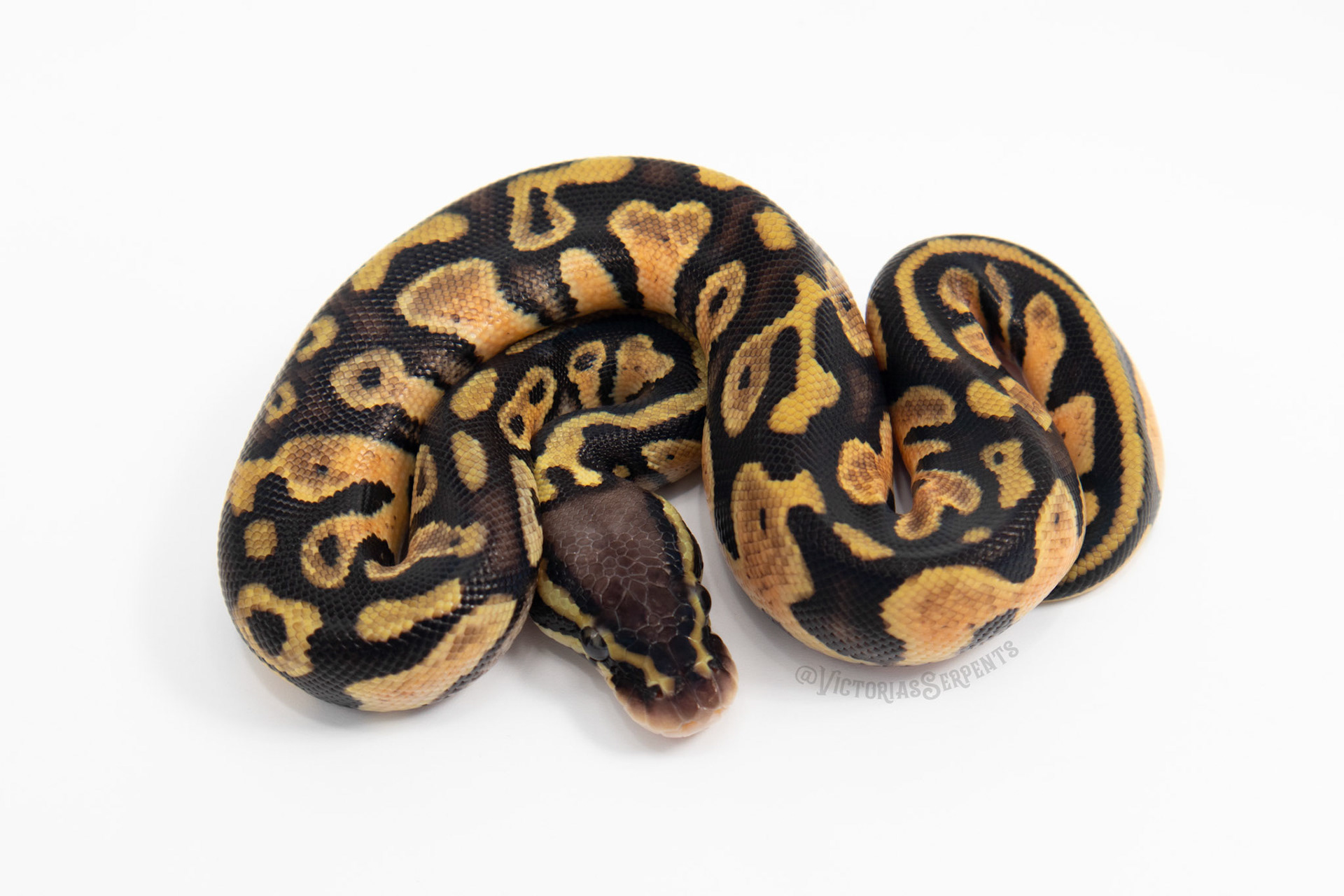 1.0 Pastel Mahogany het Pied