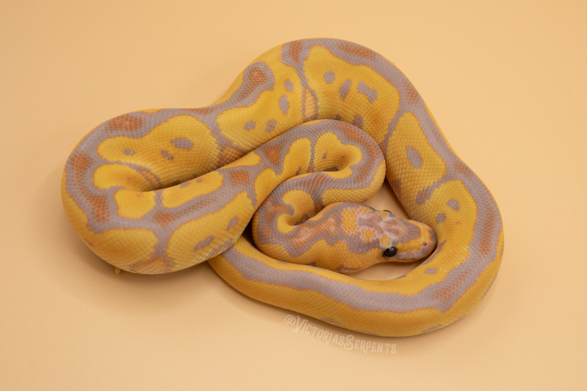 1.0 Banana Clown 66% het Pied 50% het Hypo (#VS20-01-3)