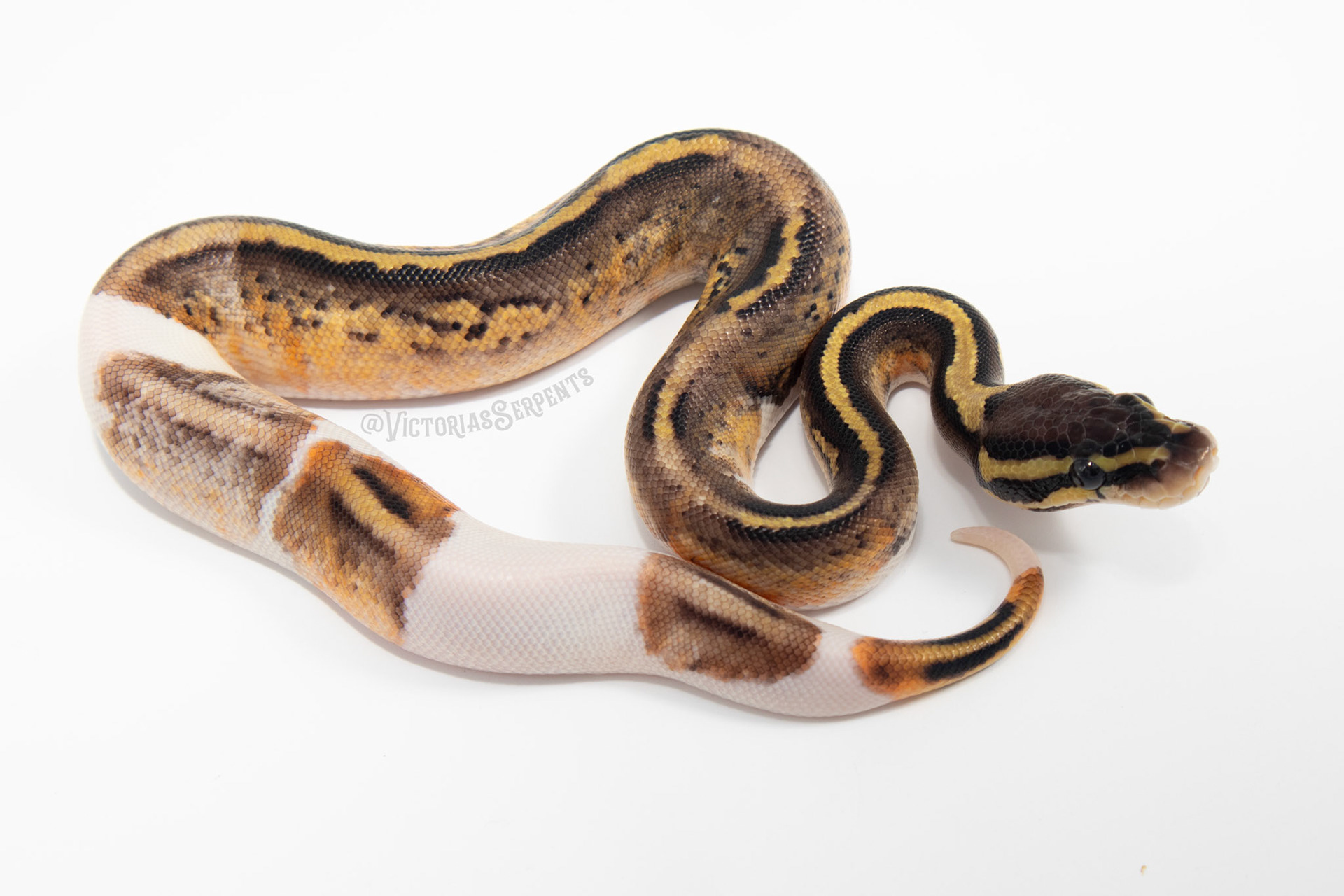 0.1 Pastel Mahogany Pied