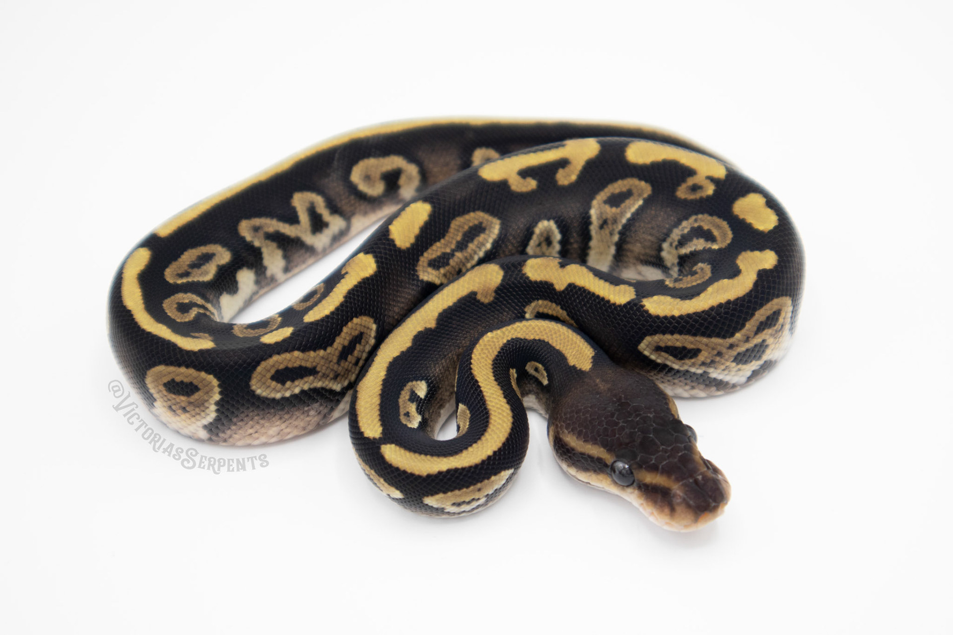 0.1 Mahogany Mystic 50% het Pied (#VS21-01-4)
