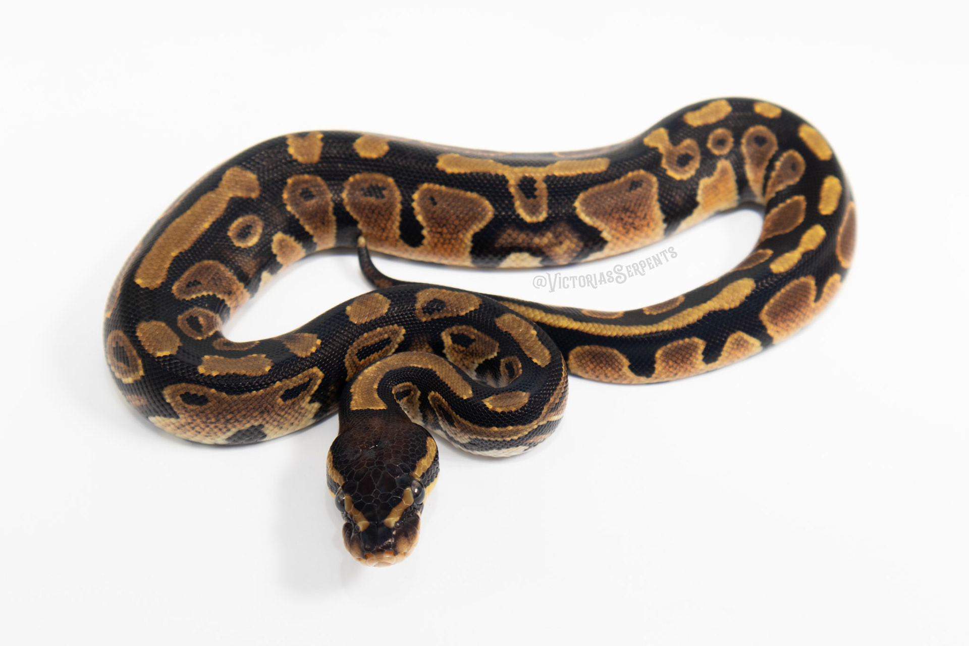 0.1 Mahogany het Pied