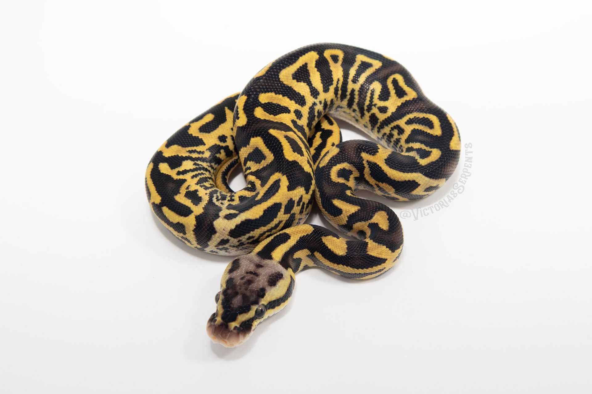 0.1 Pastel Leopard YB het Clown 50% DH Monarch Pied
