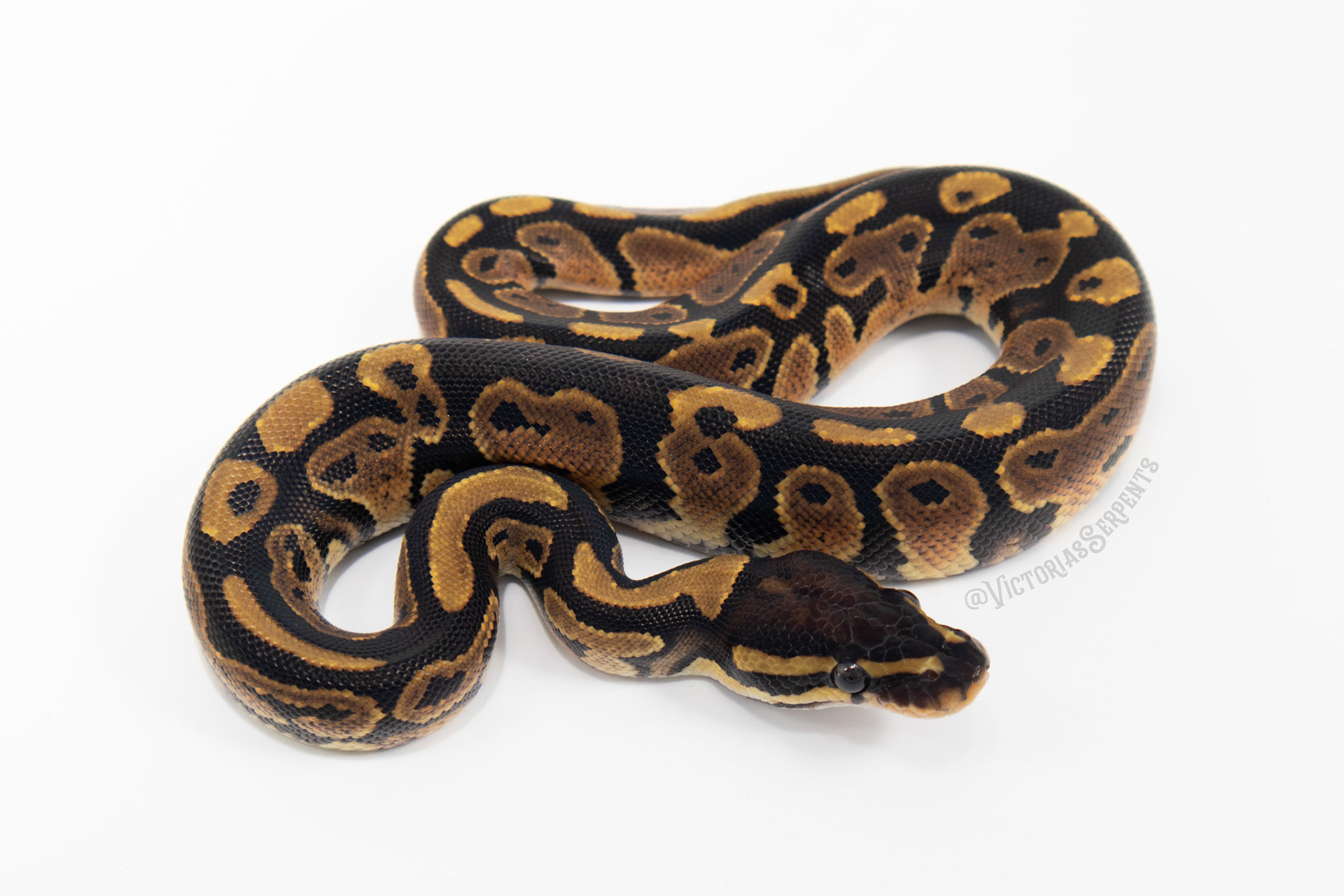 1.0 Mahogany het Pied