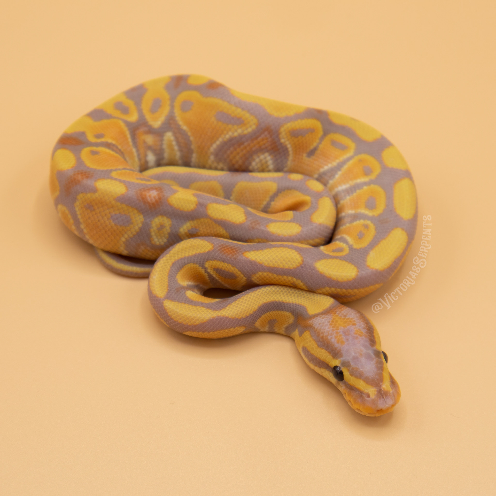 1.0 Banana (Blade) het Clown 66% het Pied 50% het Hypo (#VS20-01-4)
