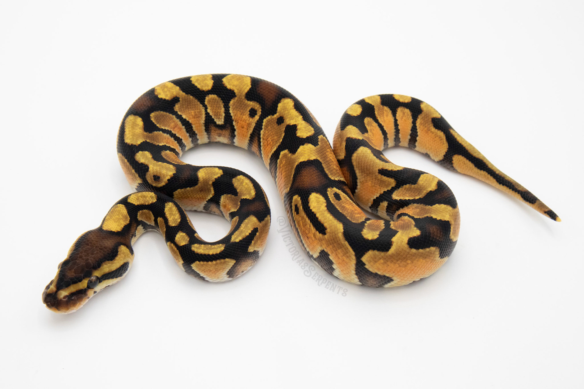 0.1 Enchi Blade 50% TH Hypo Clown Pied