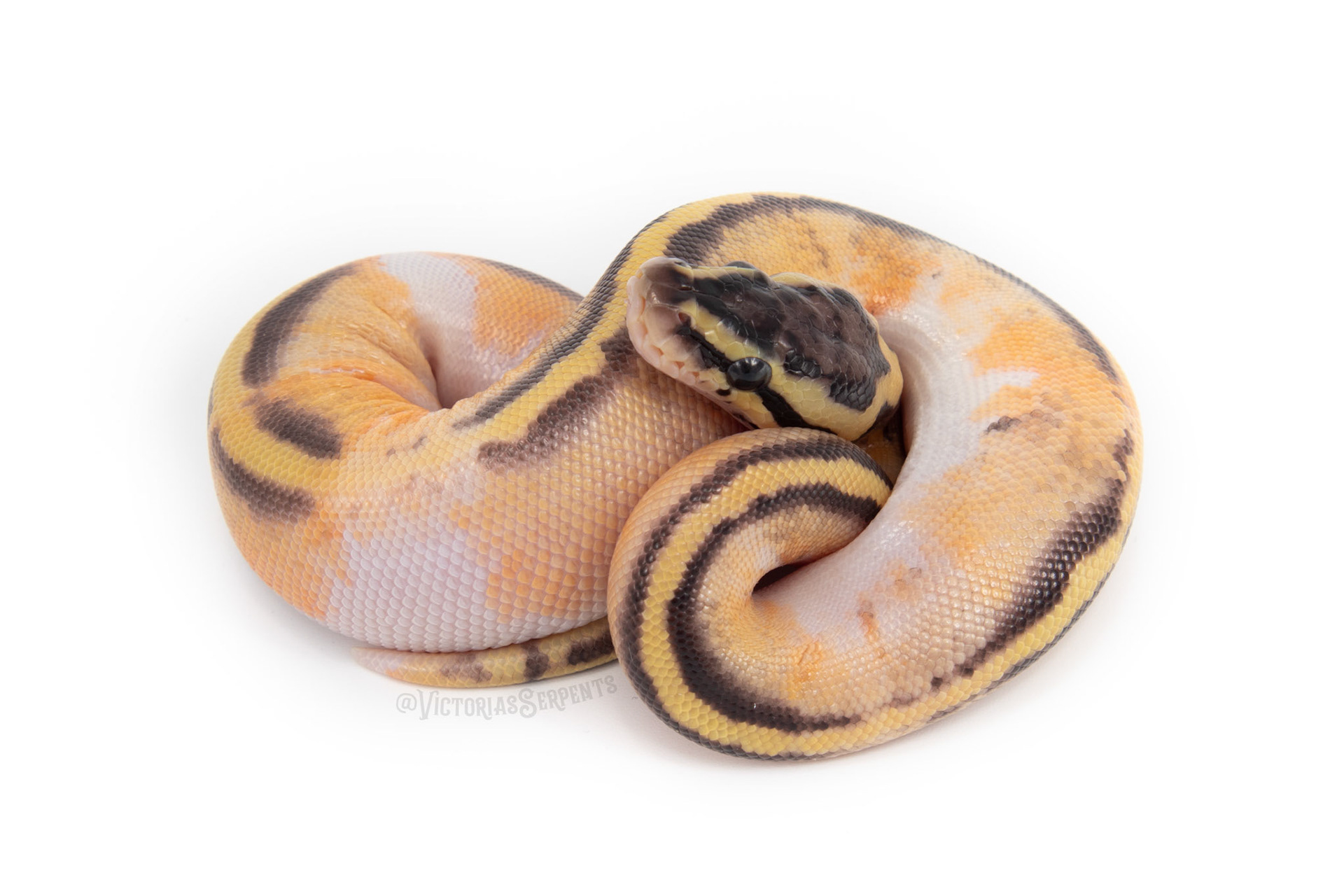 1.0 Pastel Enchi YB Mahogany (GeneX) Pied