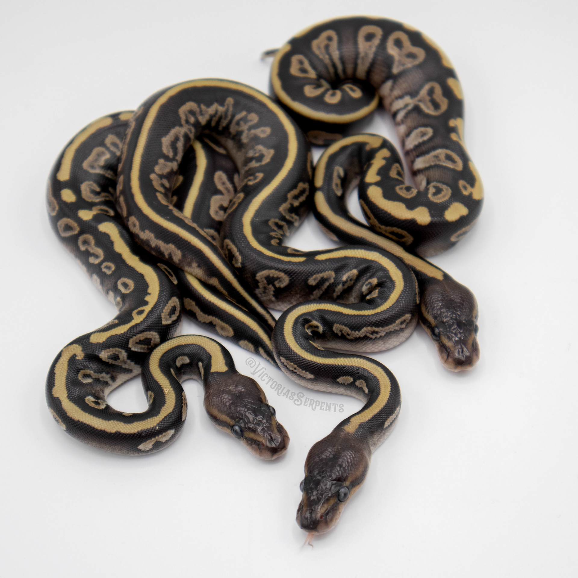 0.3 Mahogany Mystic 50% het Pied