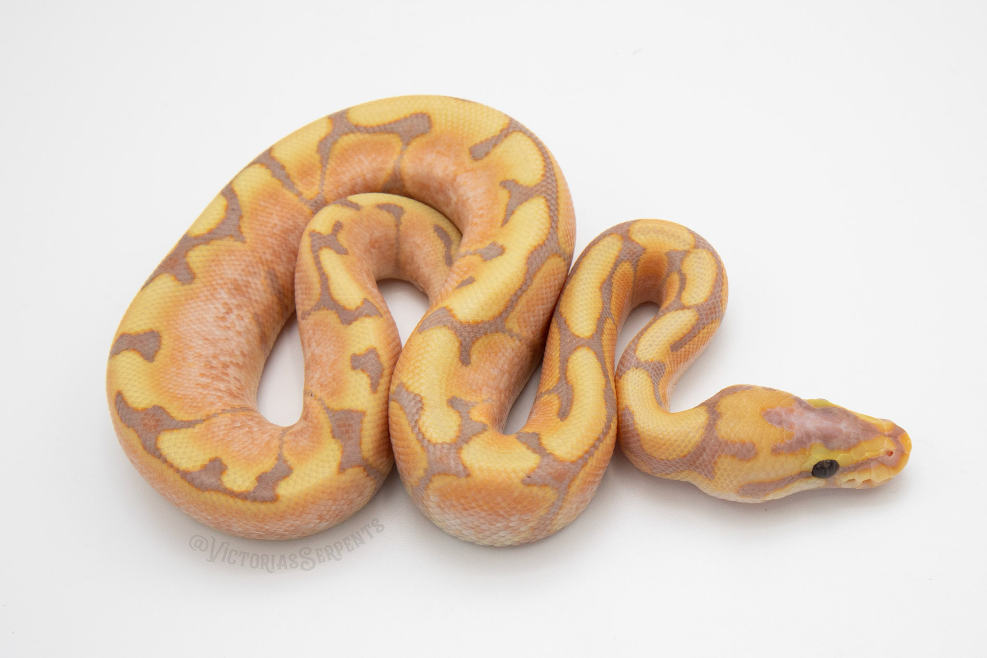 1.0 Banana Spider (Enchi/Blade) 50% TH Hypo Clown Pied