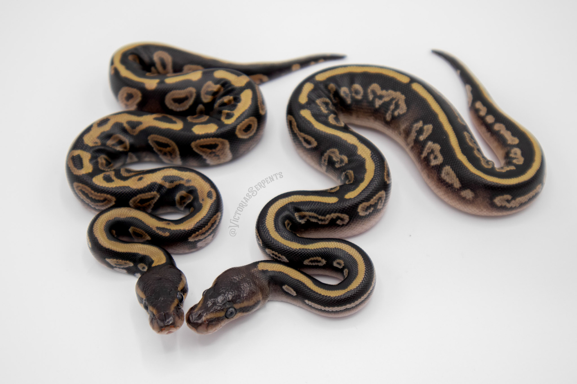 2.0 Mahogany Mystic 50% het Pied