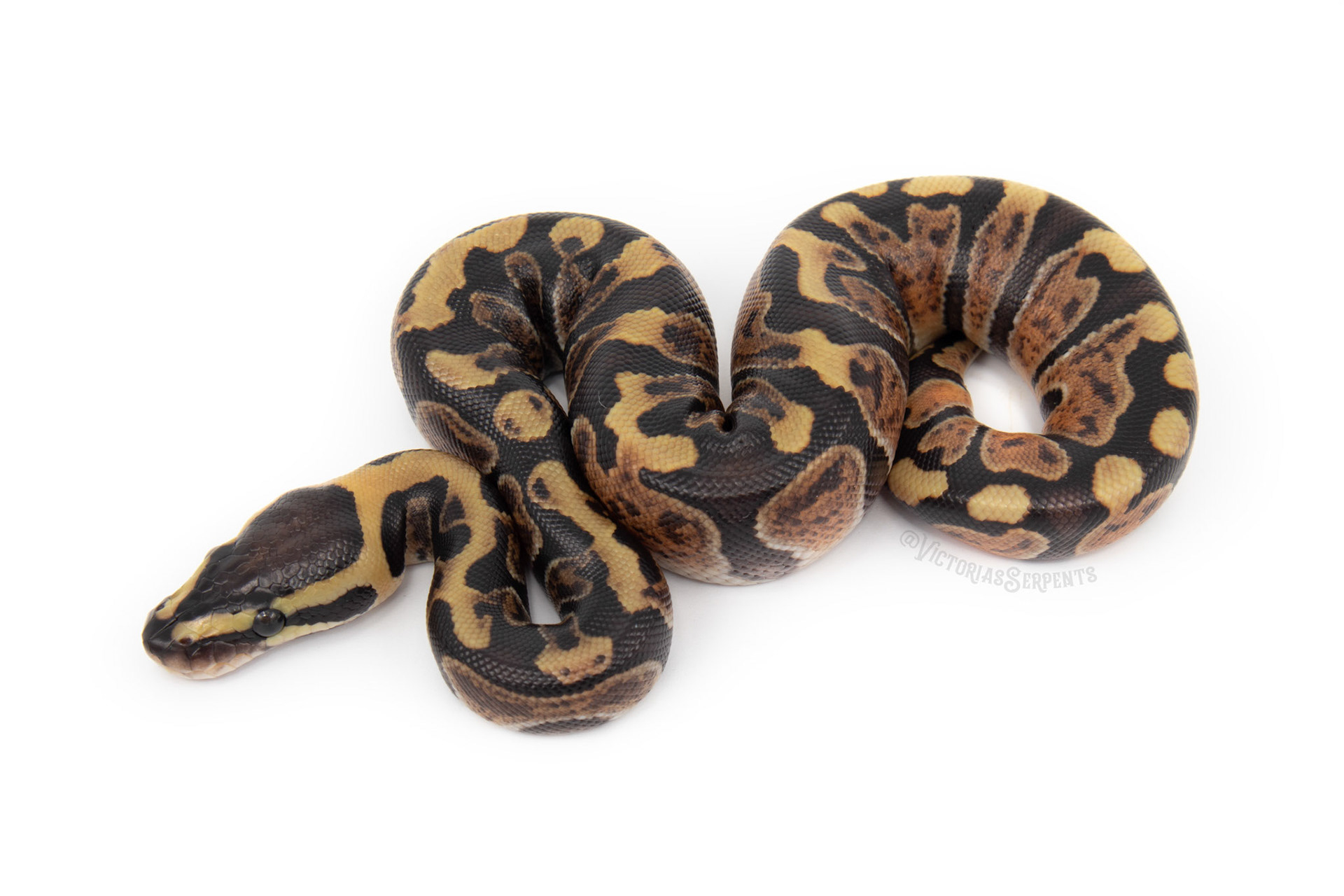 0.1 GHI Enchi het Clown Pos het Pied