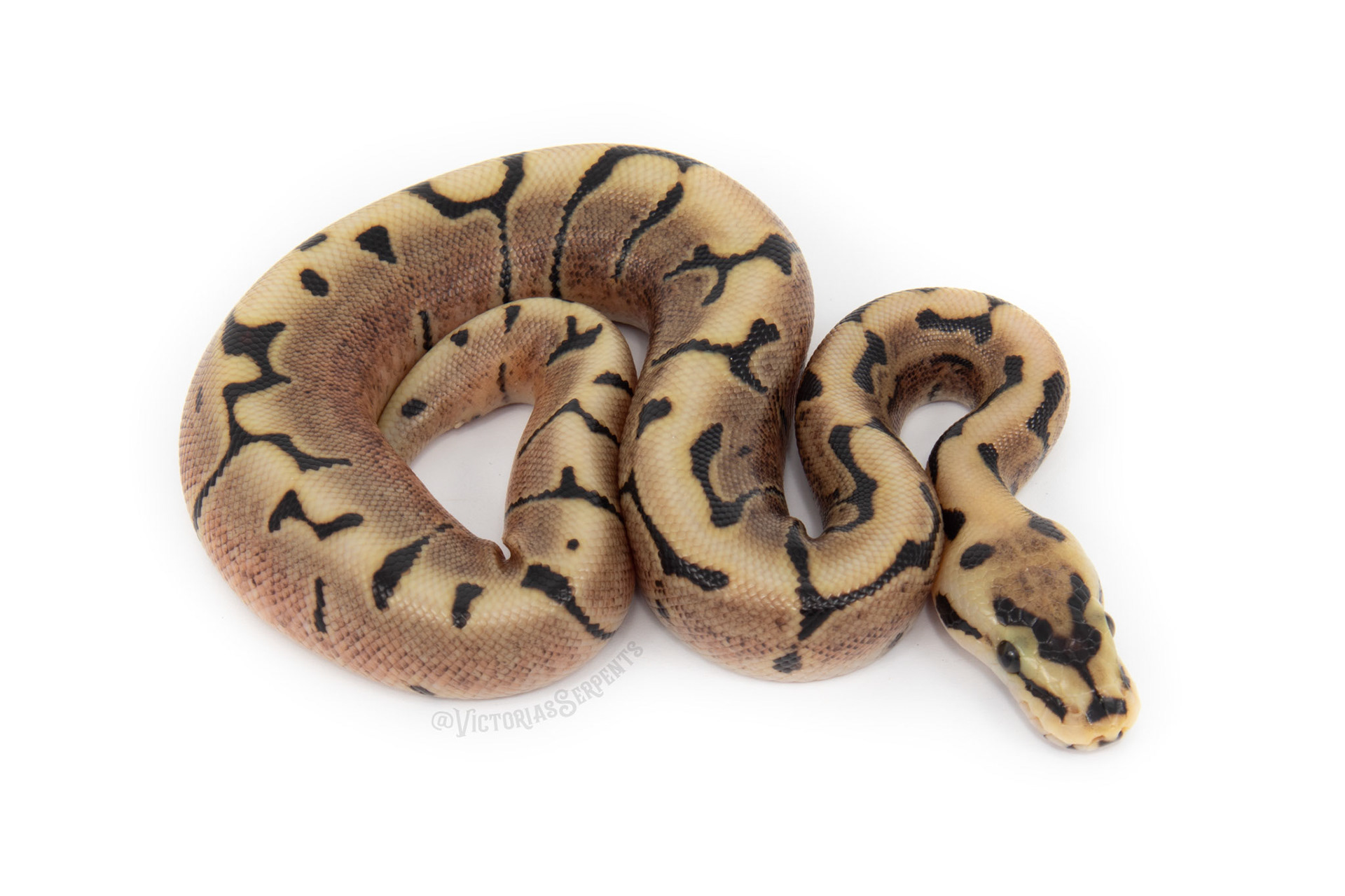 1.0 Enchi Spider het Clown Pos het Pied