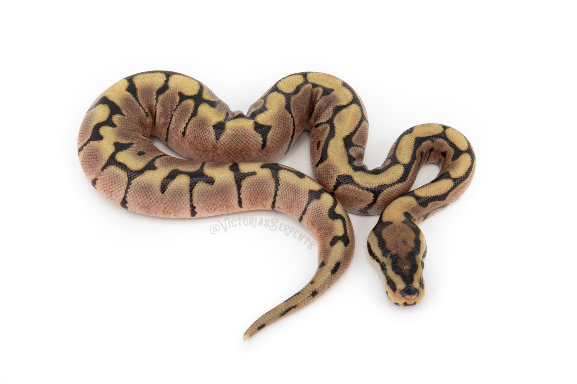 1.0 Spider het Clown Pos het Pied
