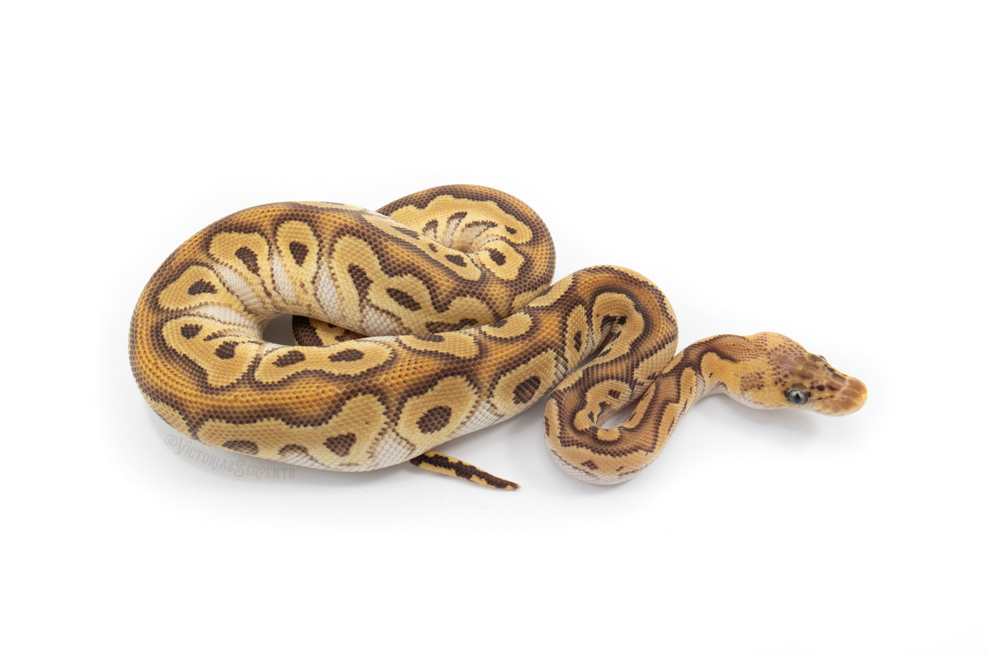 1.0 Pastave (Fire) Clown het Pied