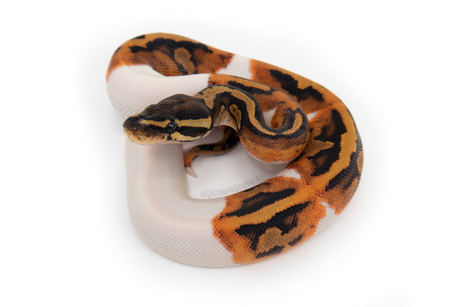1.0 Pied DH DG Hypo