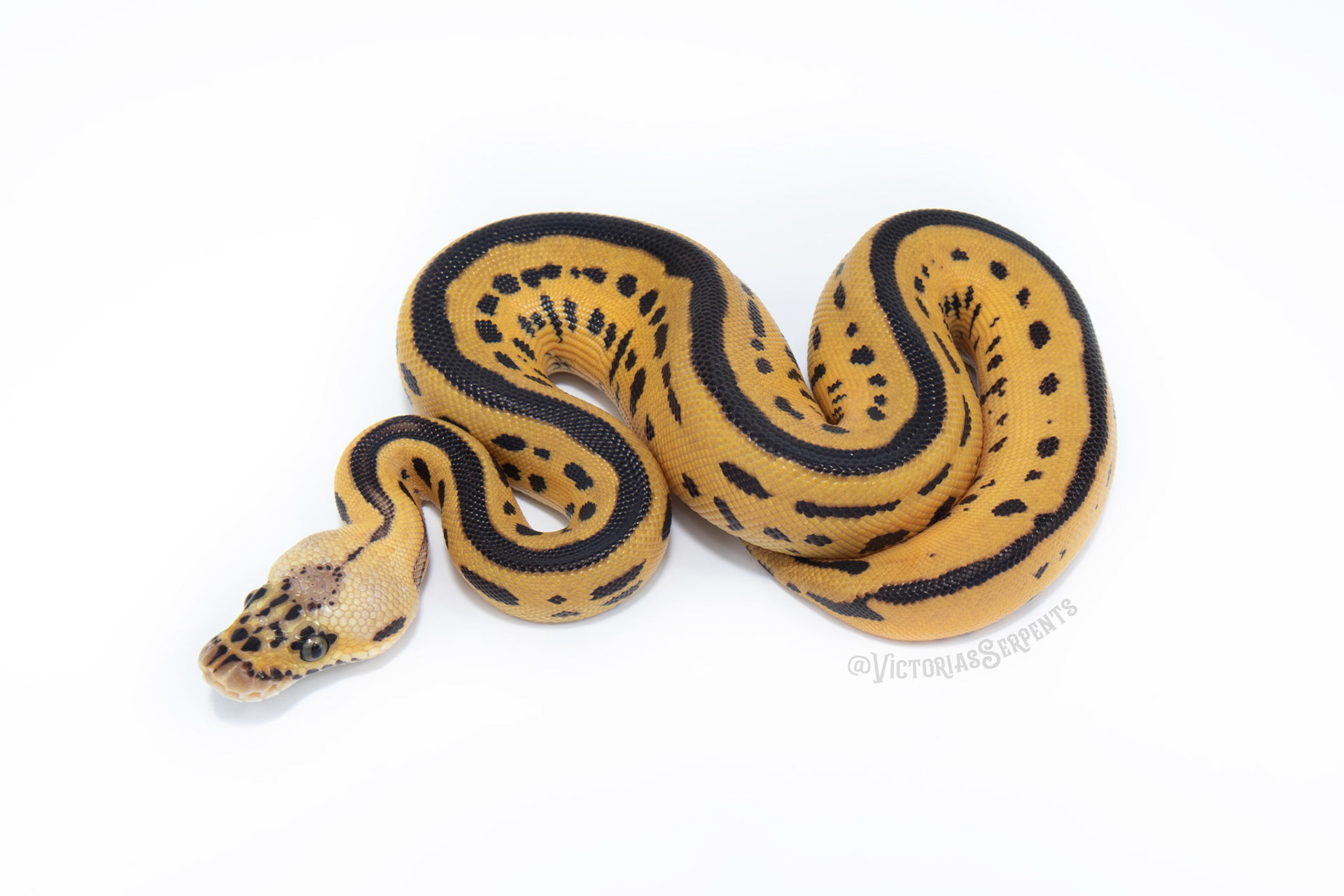 0.1 Firefly (Super) Leo Clown het Pied