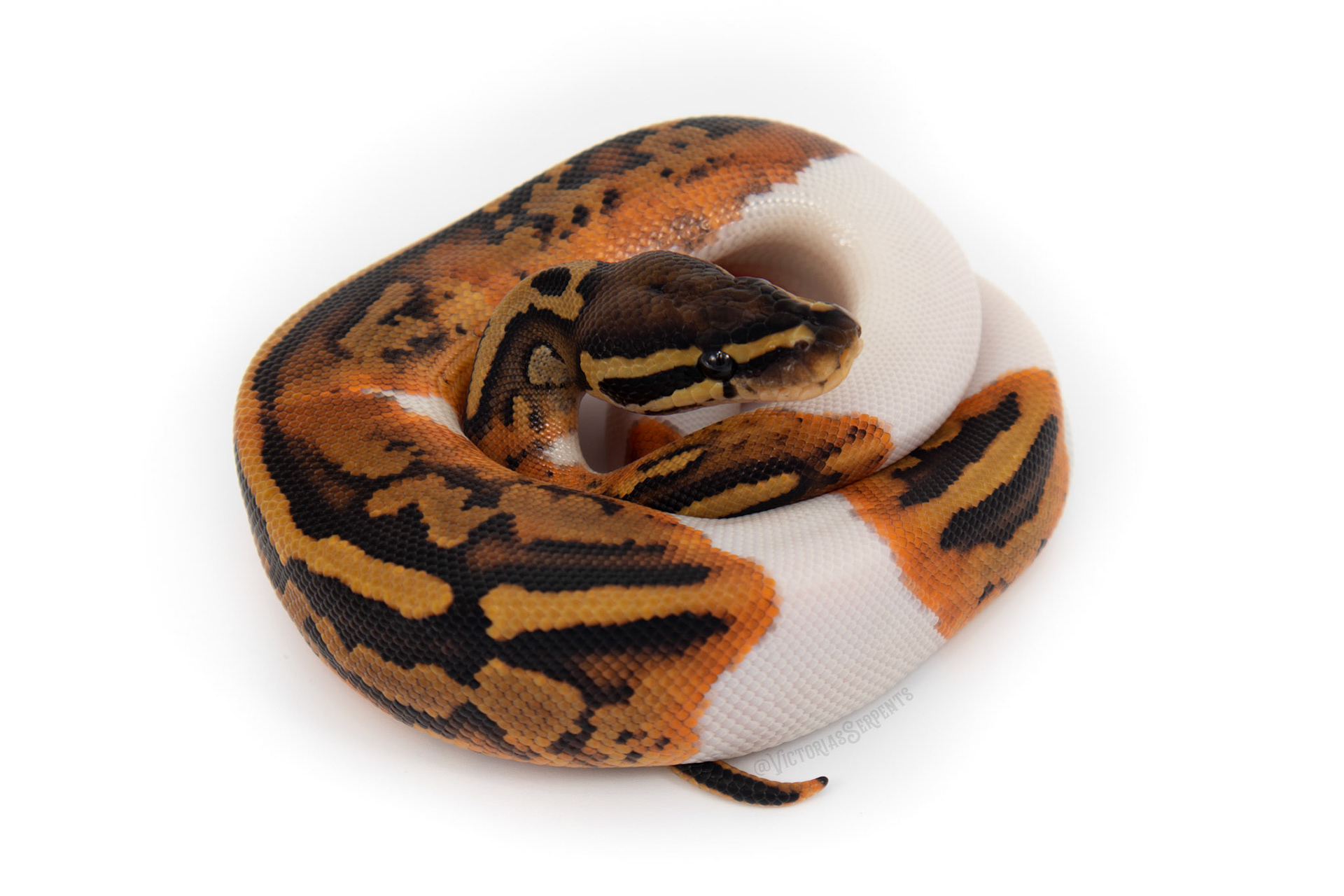 1.0 Pied DH DG Hypo