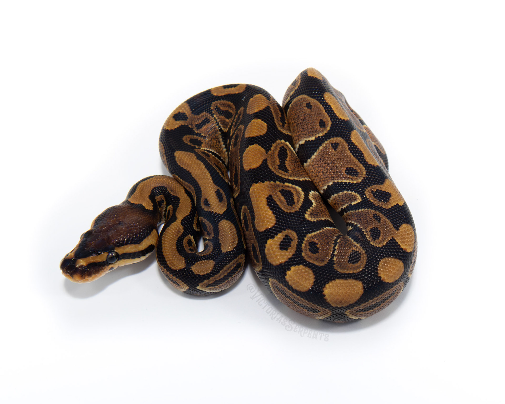 0.1 DH Clown Pied
