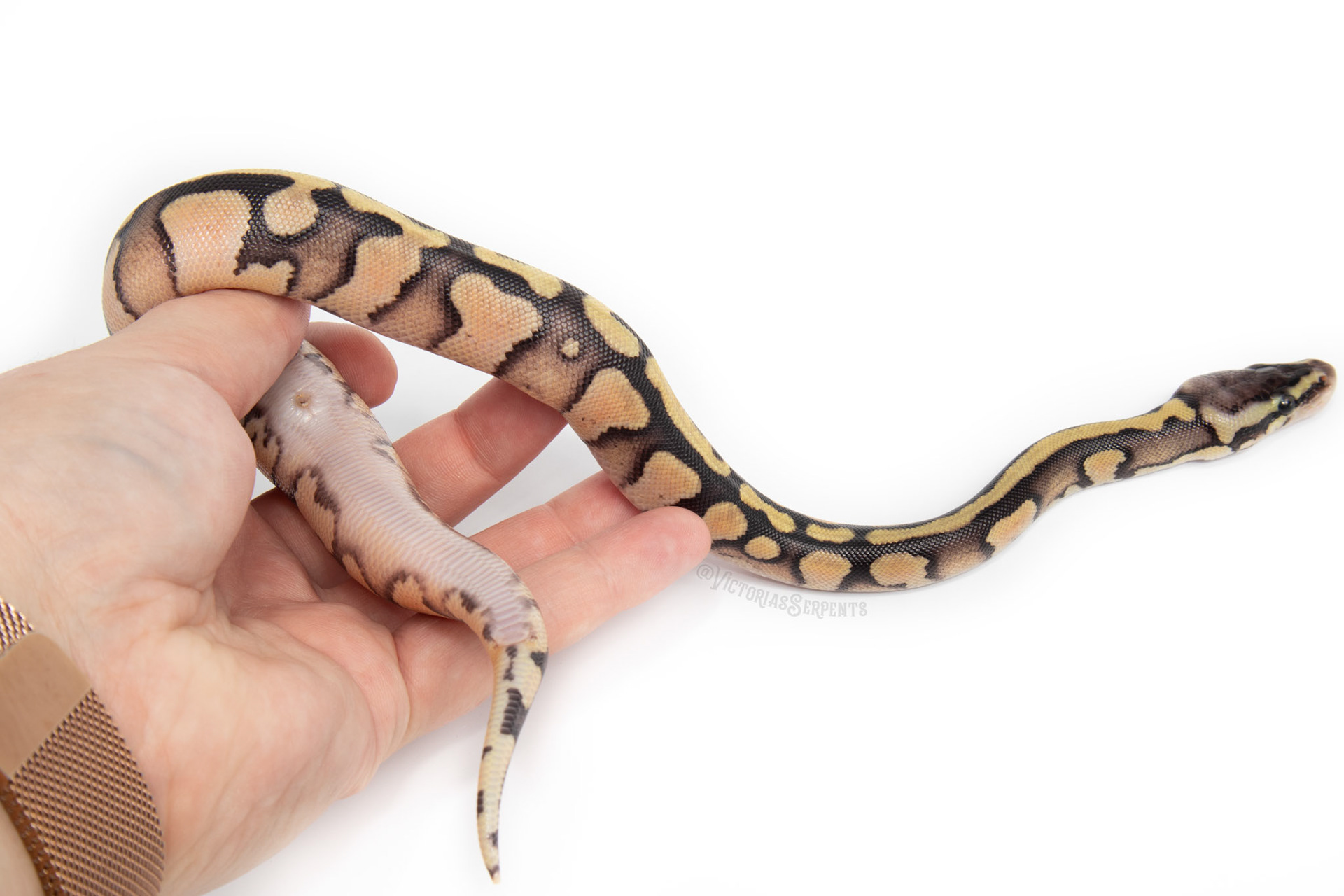 1.0 Pastel Enchi YB Mahogany (GeneX) het Pied